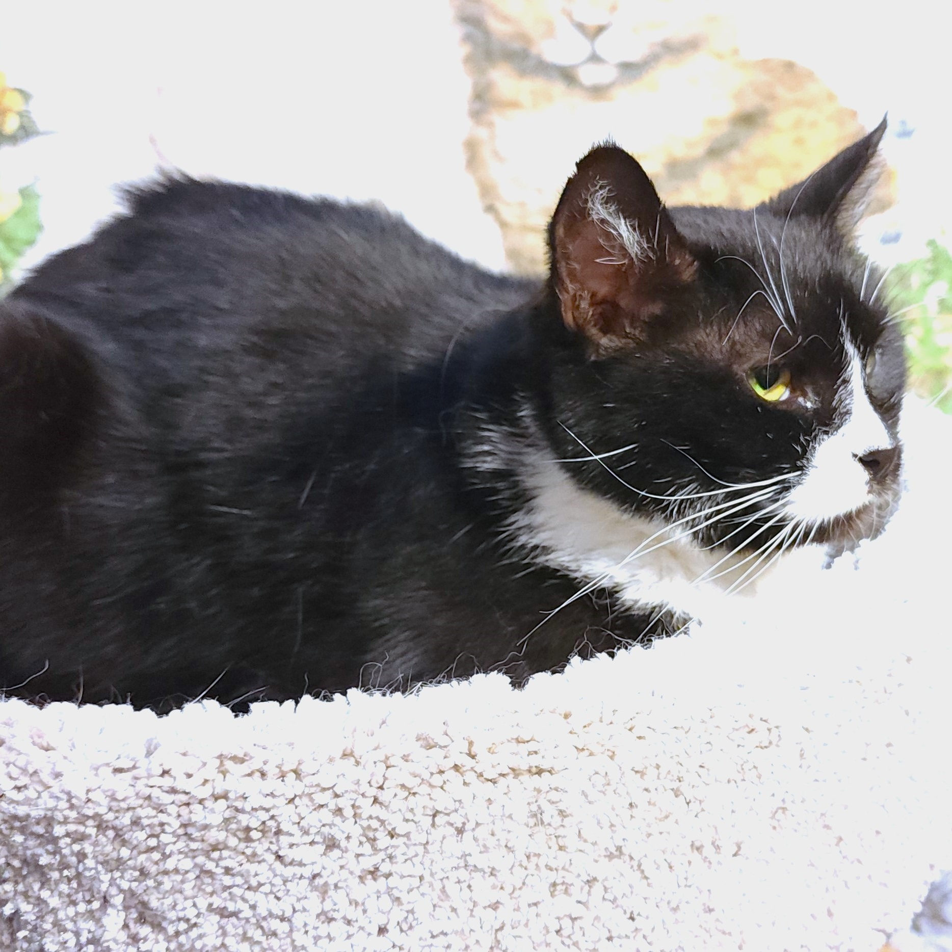 BEAUTIFUL BESSIE - SENSATIONAL SIBERIAN!, Adoptable, Adult Female Siberian & Tuxedo.