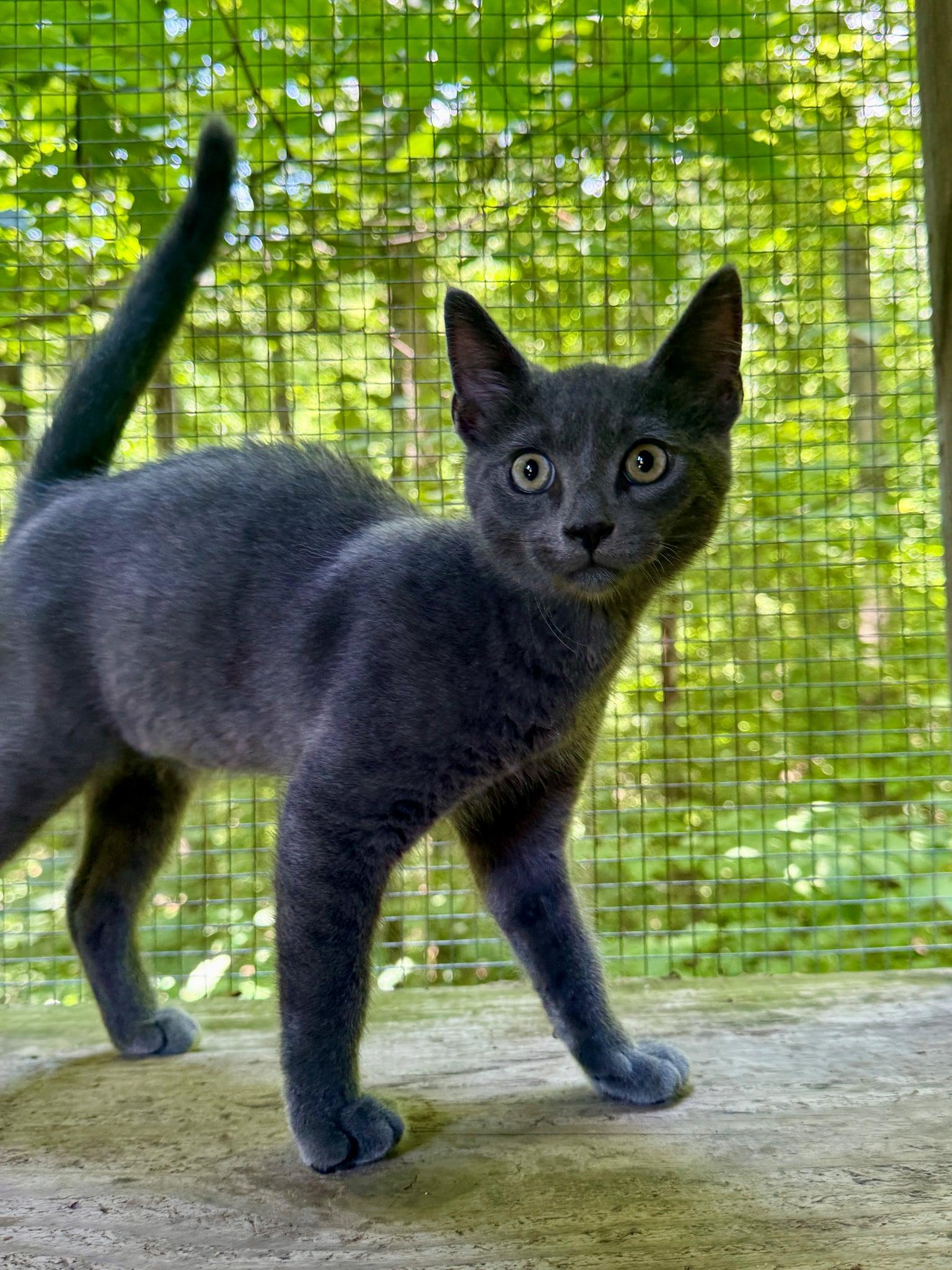 Larry, a Adoptable Domestic Short Hair in Talbott, TN image 4/6