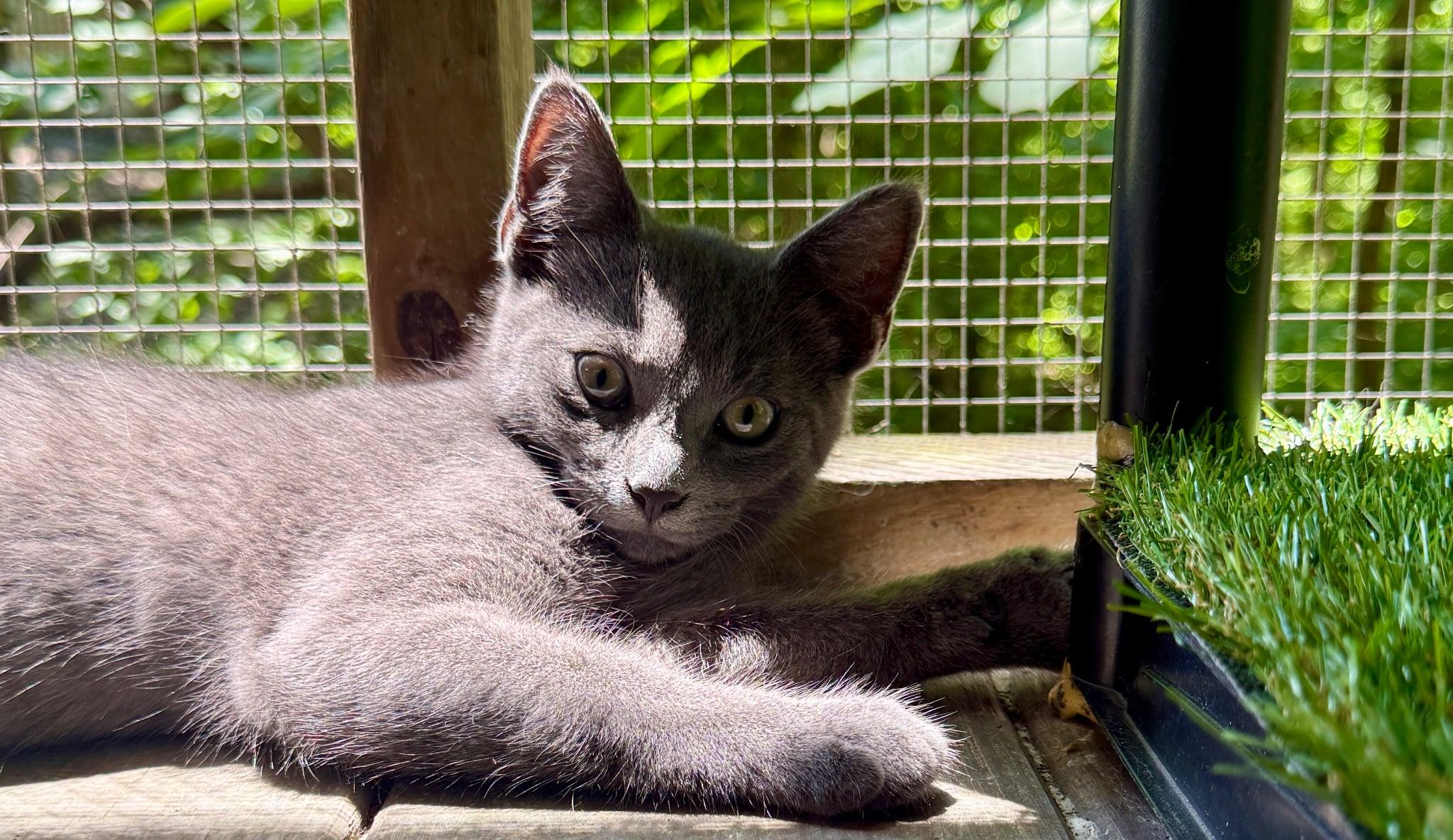Larry, a Adoptable Domestic Short Hair in Talbott, TN image 3/6