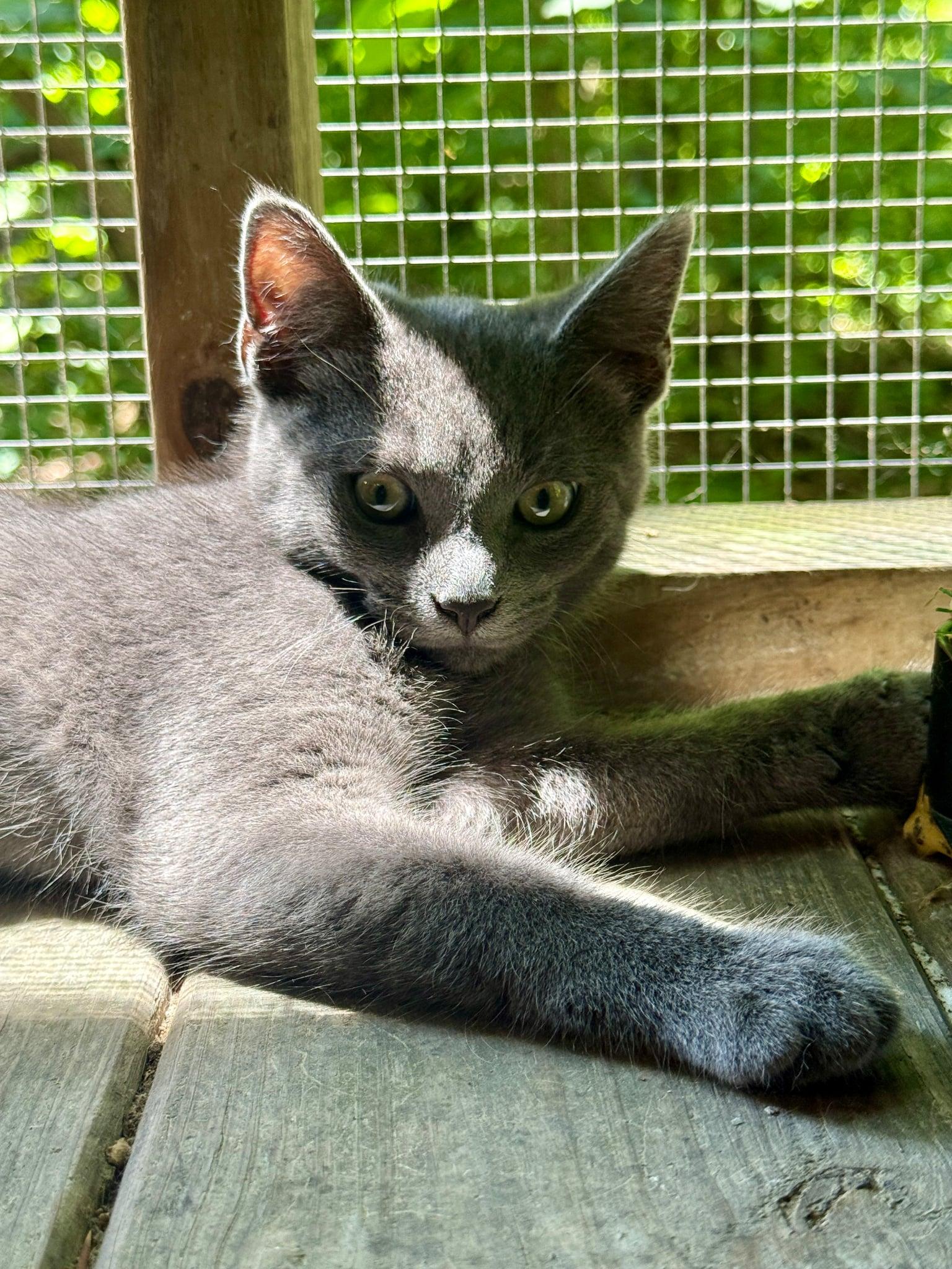 Larry, a Adoptable Domestic Short Hair in Talbott, TN image 5/6