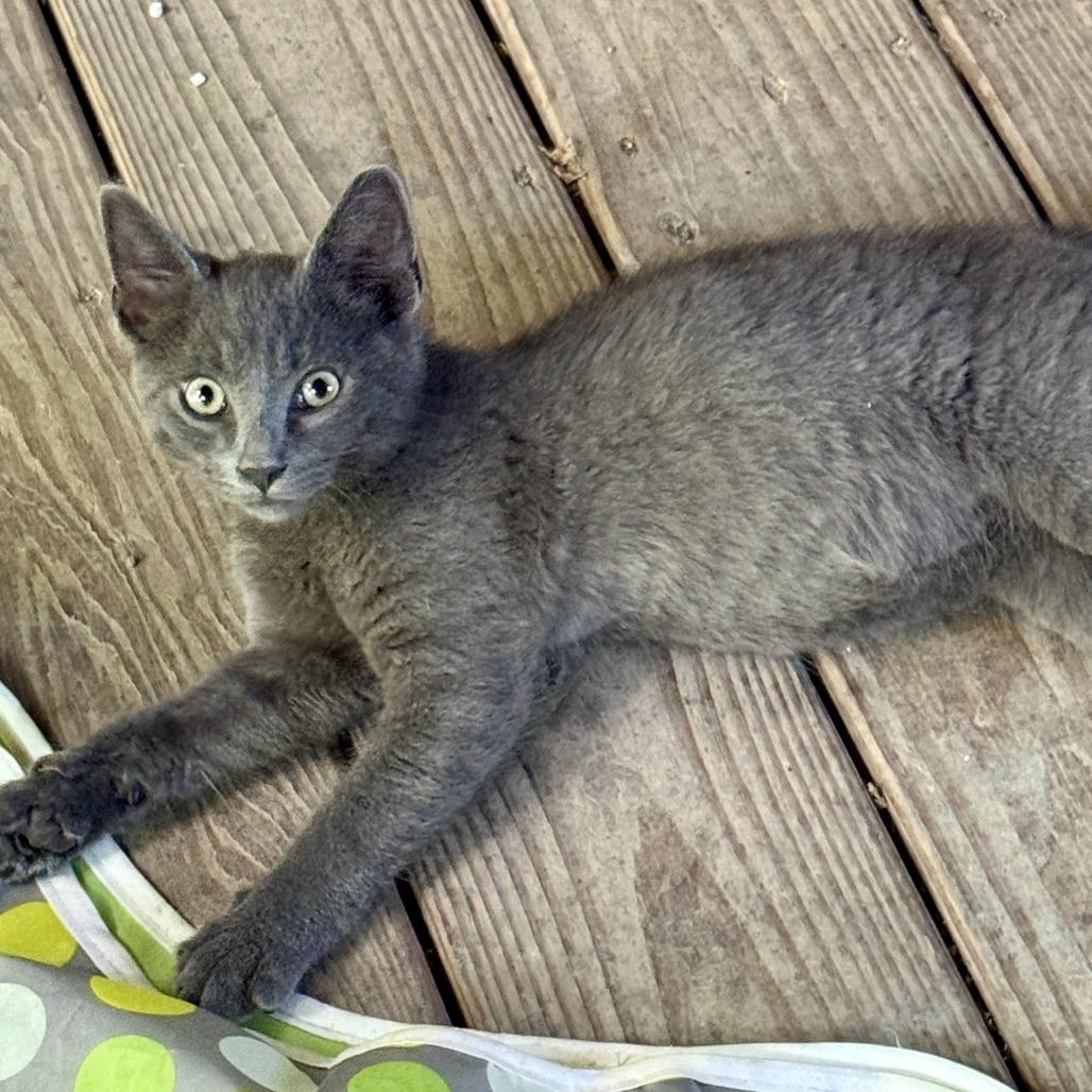 Larry, a Adoptable Domestic Short Hair in Talbott, TN image 2/6