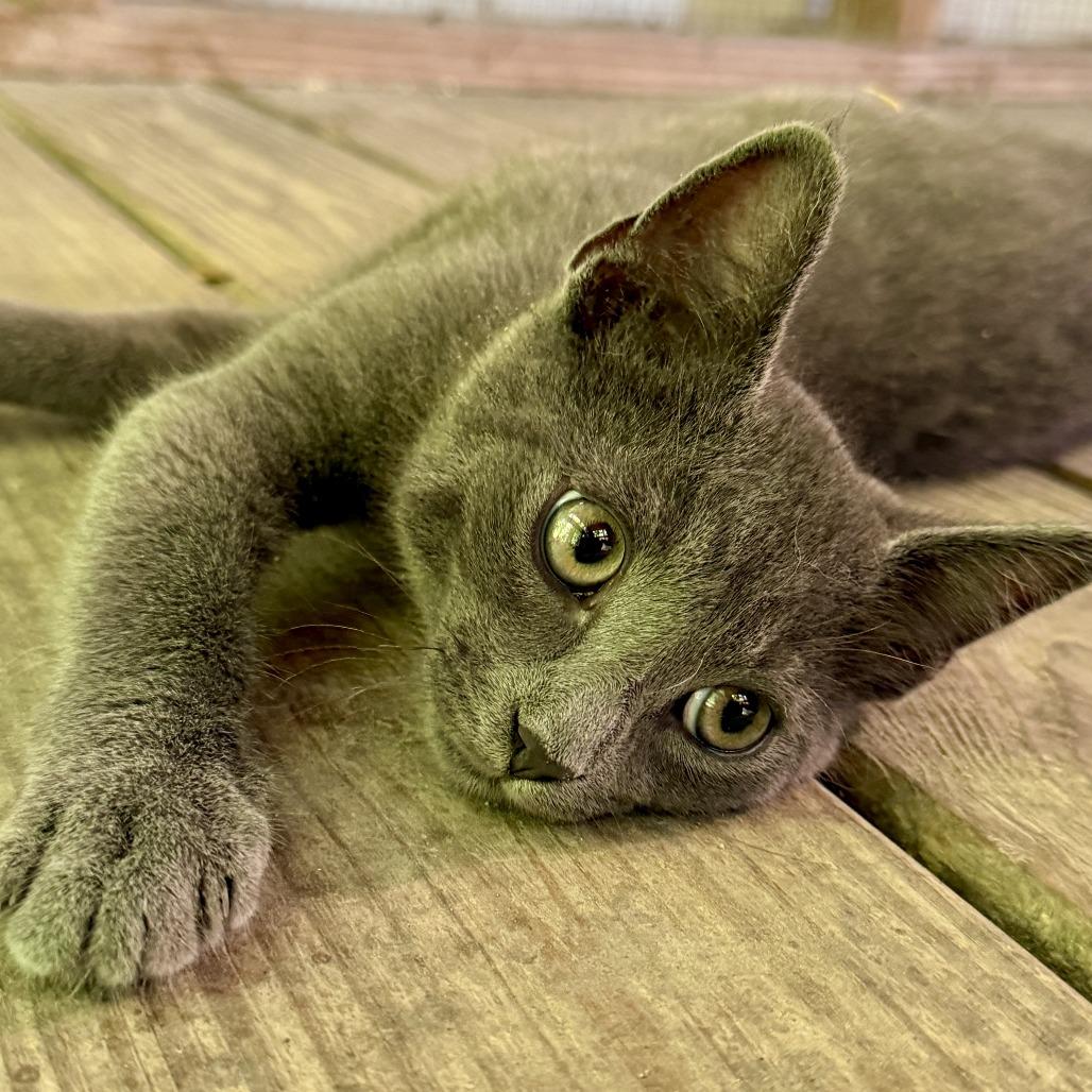 Larry, Adoptable, Kitten Male Domestic Short Hair.