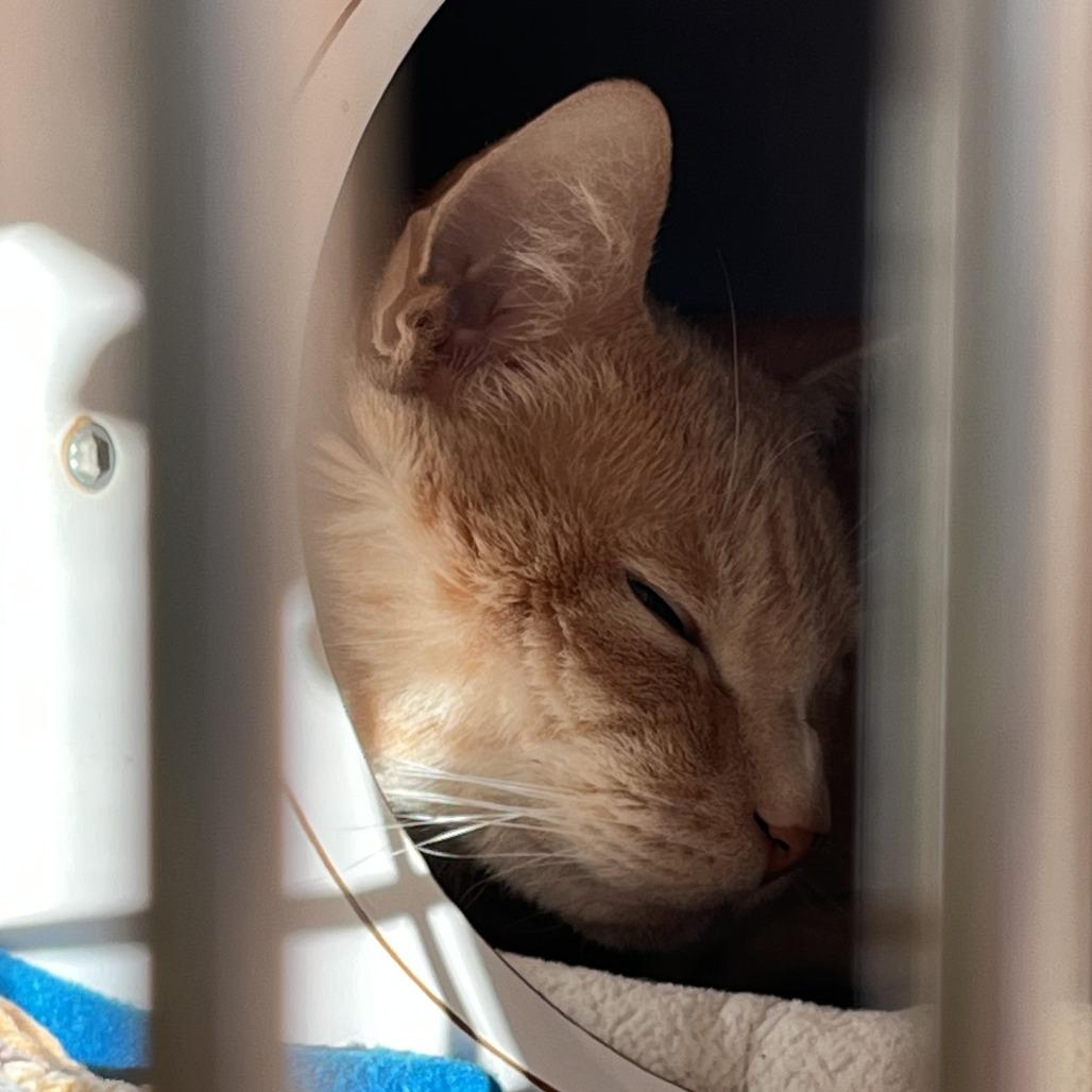 Enlarge Hula, a Adoptable Domestic Short Hair in Los Angeles, CA image 1/4