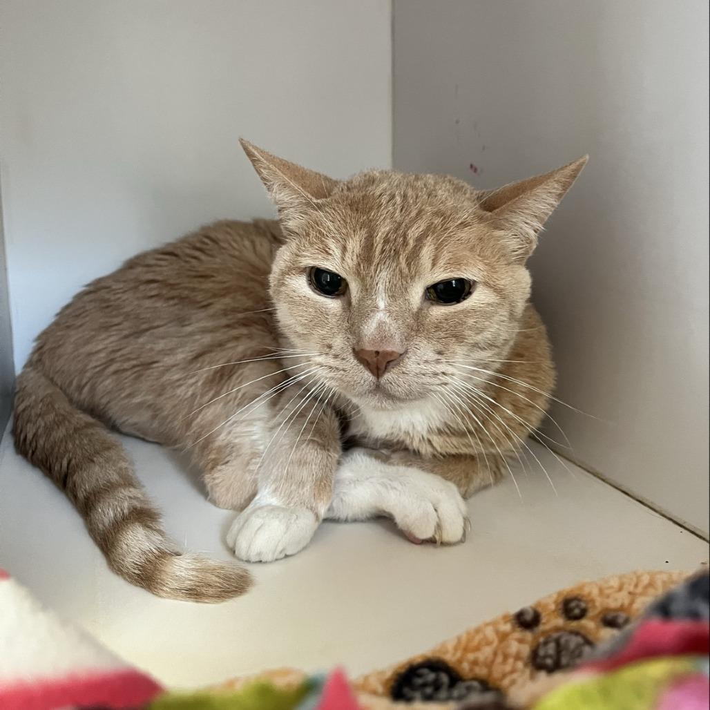 Enlarge Hula, a Adoptable Domestic Short Hair in Los Angeles, CA image 2/4