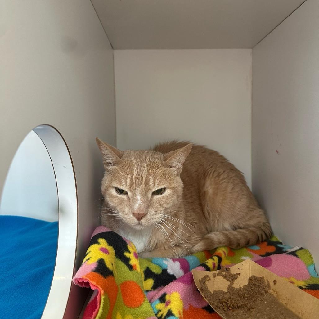 Enlarge Hula, a Adoptable Domestic Short Hair in Los Angeles, CA image 3/4