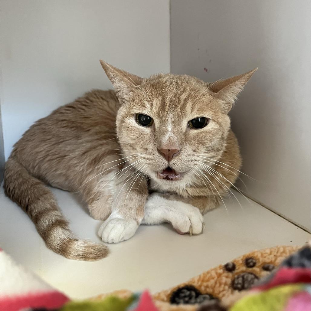 Enlarge Hula, a Adoptable Domestic Short Hair in Los Angeles, CA image 4/4