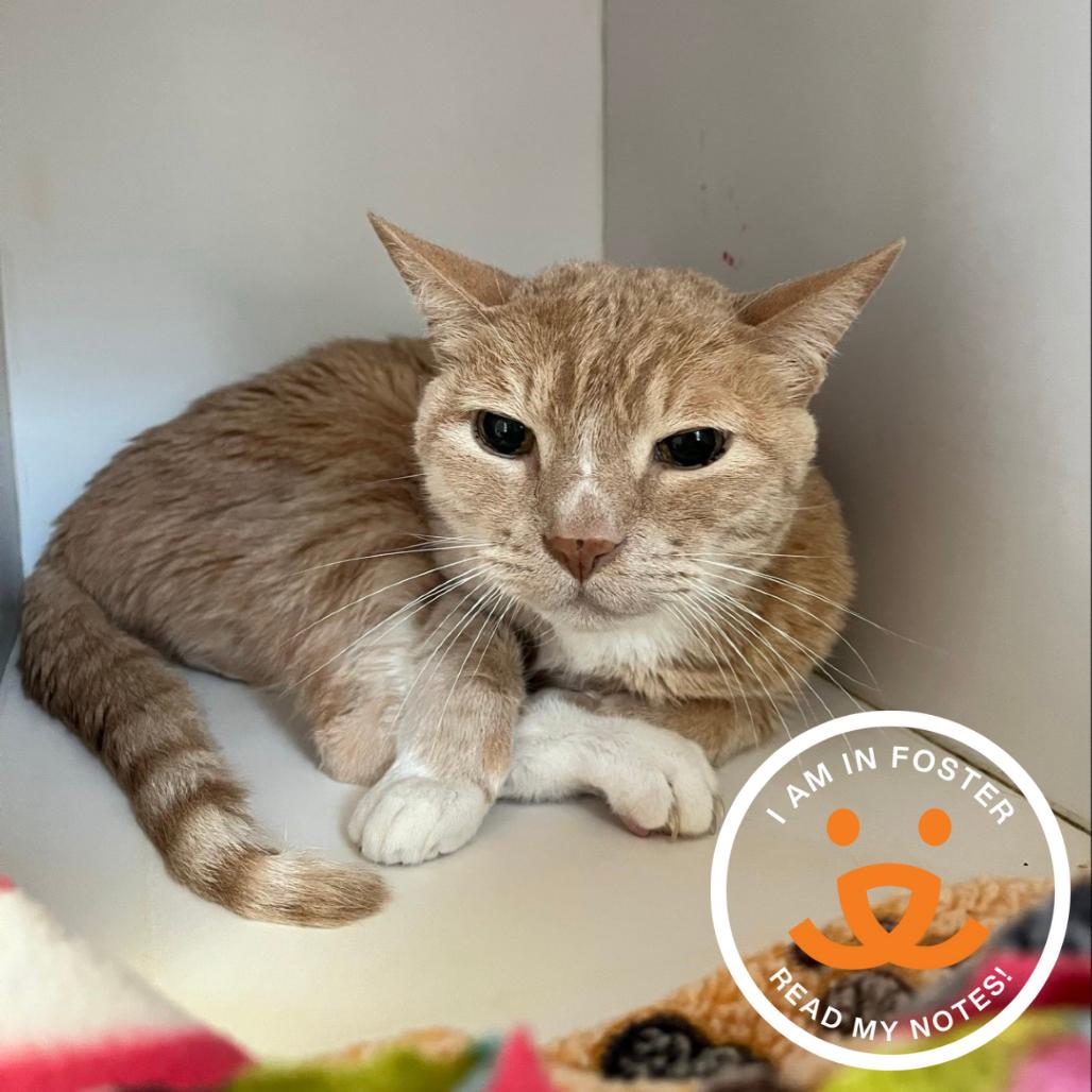 Hula, a Adoptable Domestic Short Hair in Los Angeles, CA image 4/4