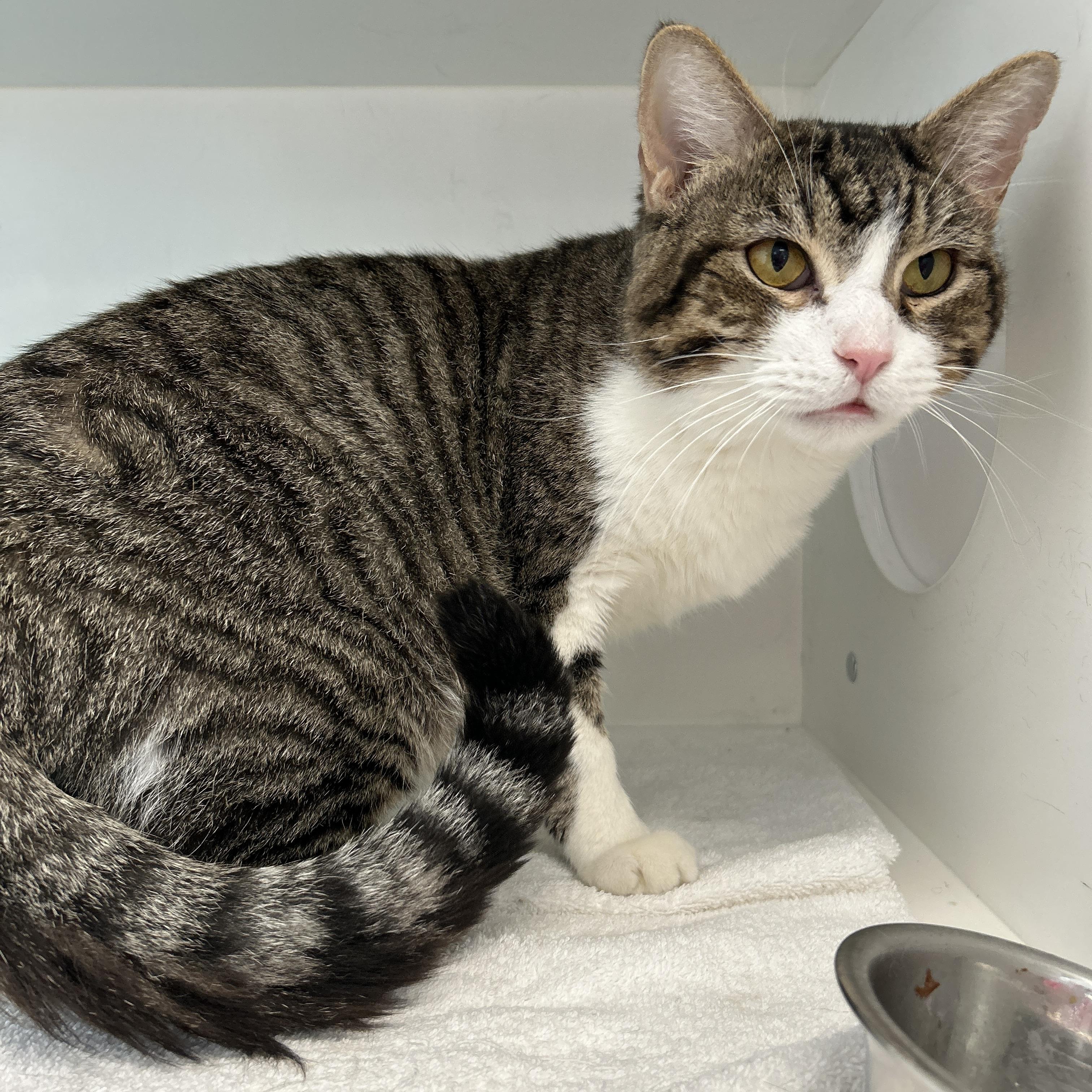 Enlarge Jack, a ADOPTABLE Domestic Short Hair in La Grange Park, IL image 5/6