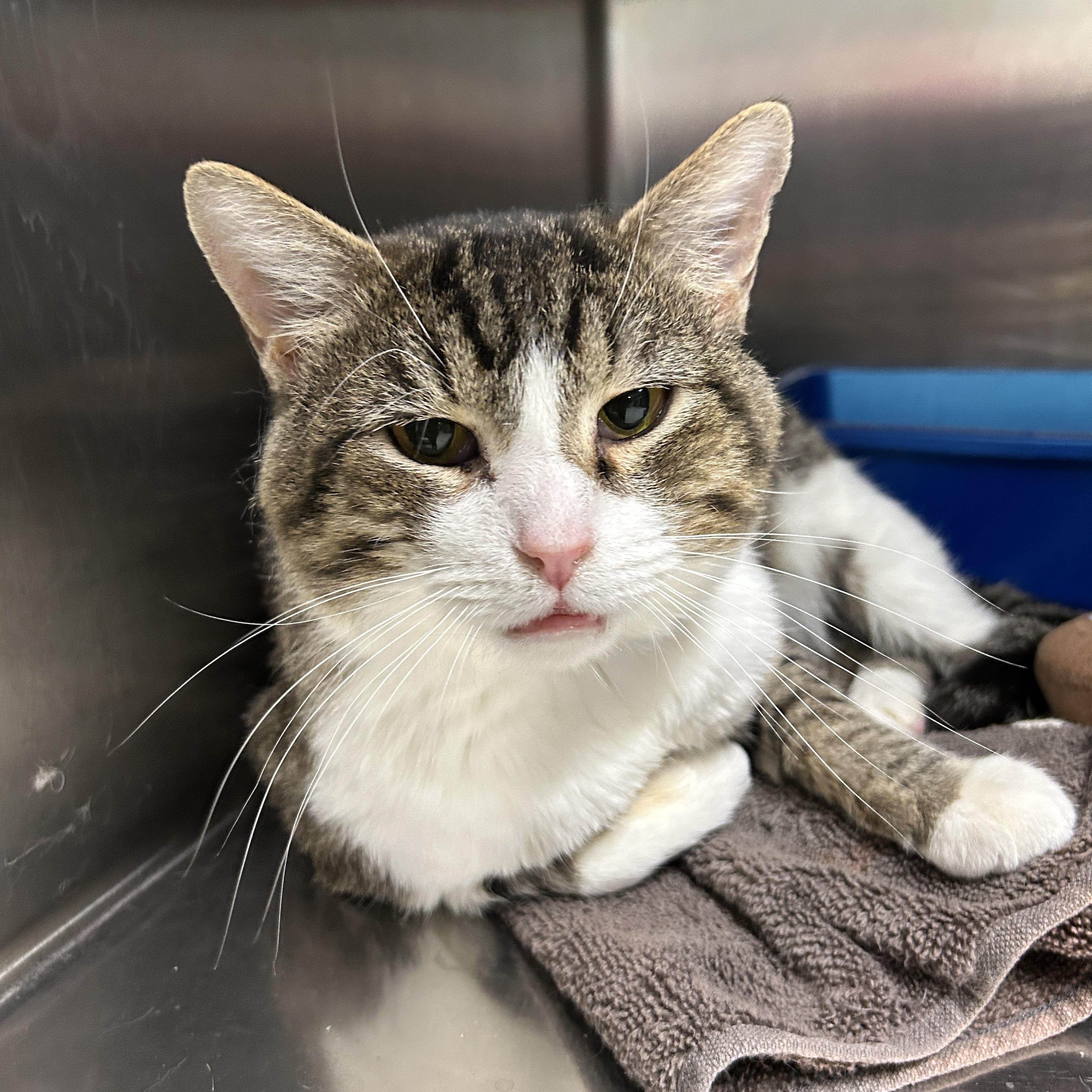 Enlarge Jack, a ADOPTABLE Domestic Short Hair in La Grange Park, IL image 2/2