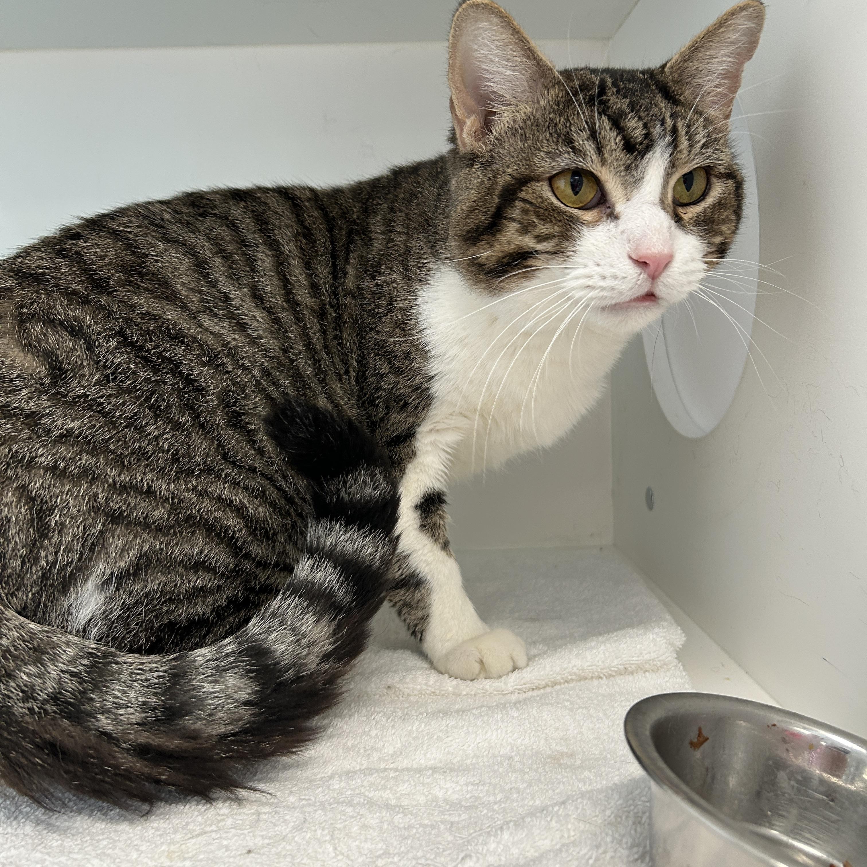 Enlarge Jack, a ADOPTABLE Domestic Short Hair in La Grange Park, IL image 4/6