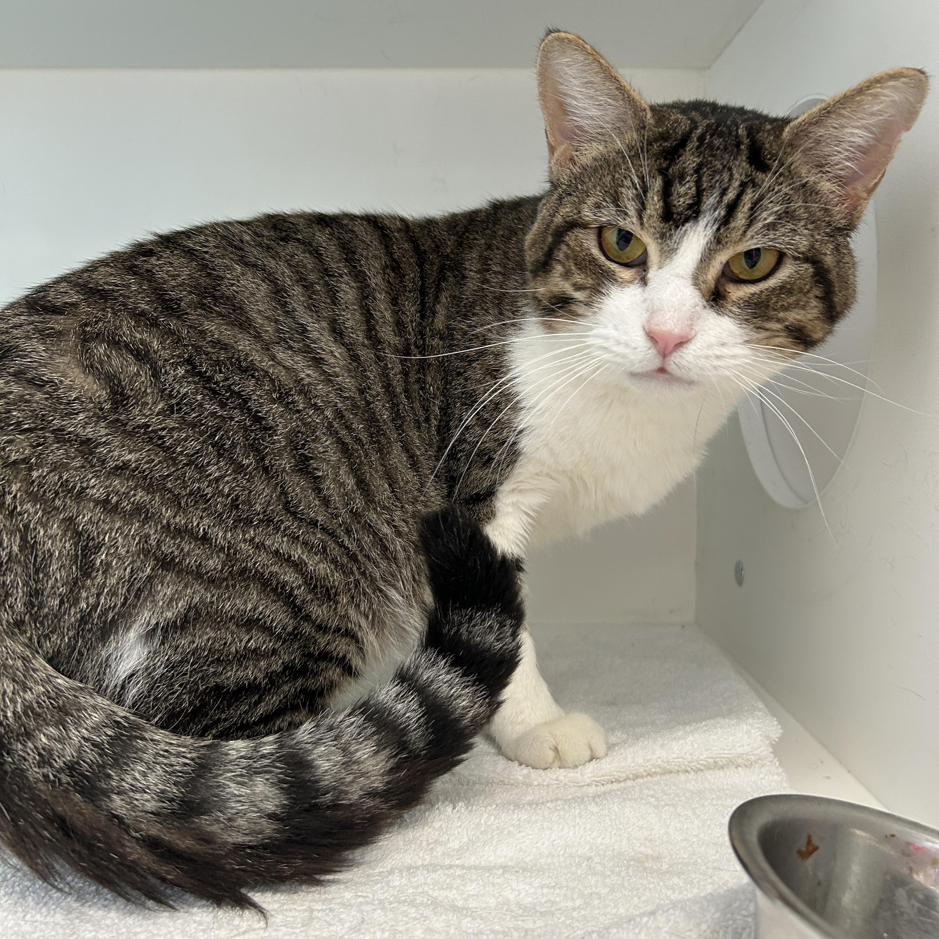 Enlarge Jack, a ADOPTABLE Domestic Short Hair in La Grange Park, IL image 3/6