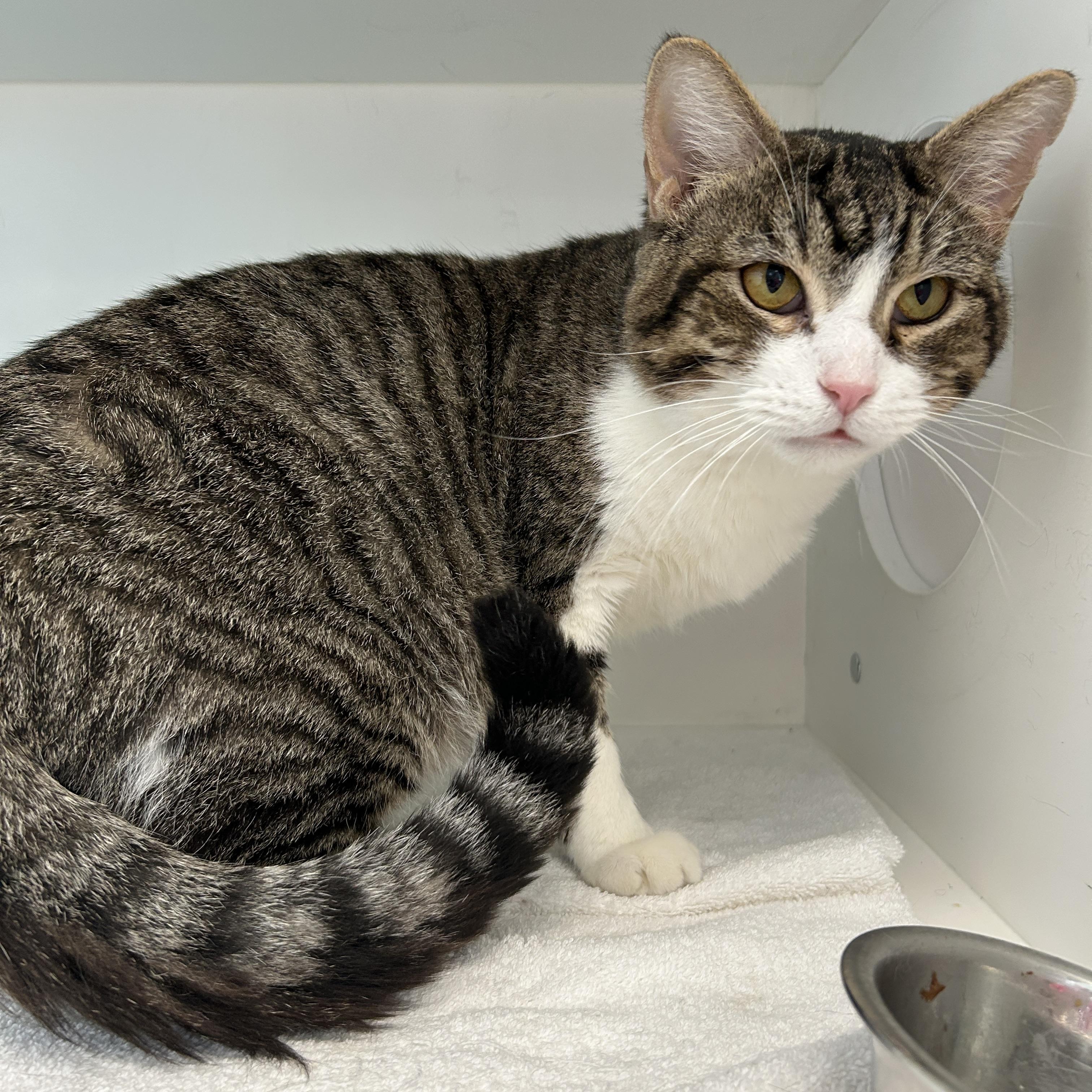 Enlarge Jack, a ADOPTABLE Domestic Short Hair in La Grange Park, IL image 1/6