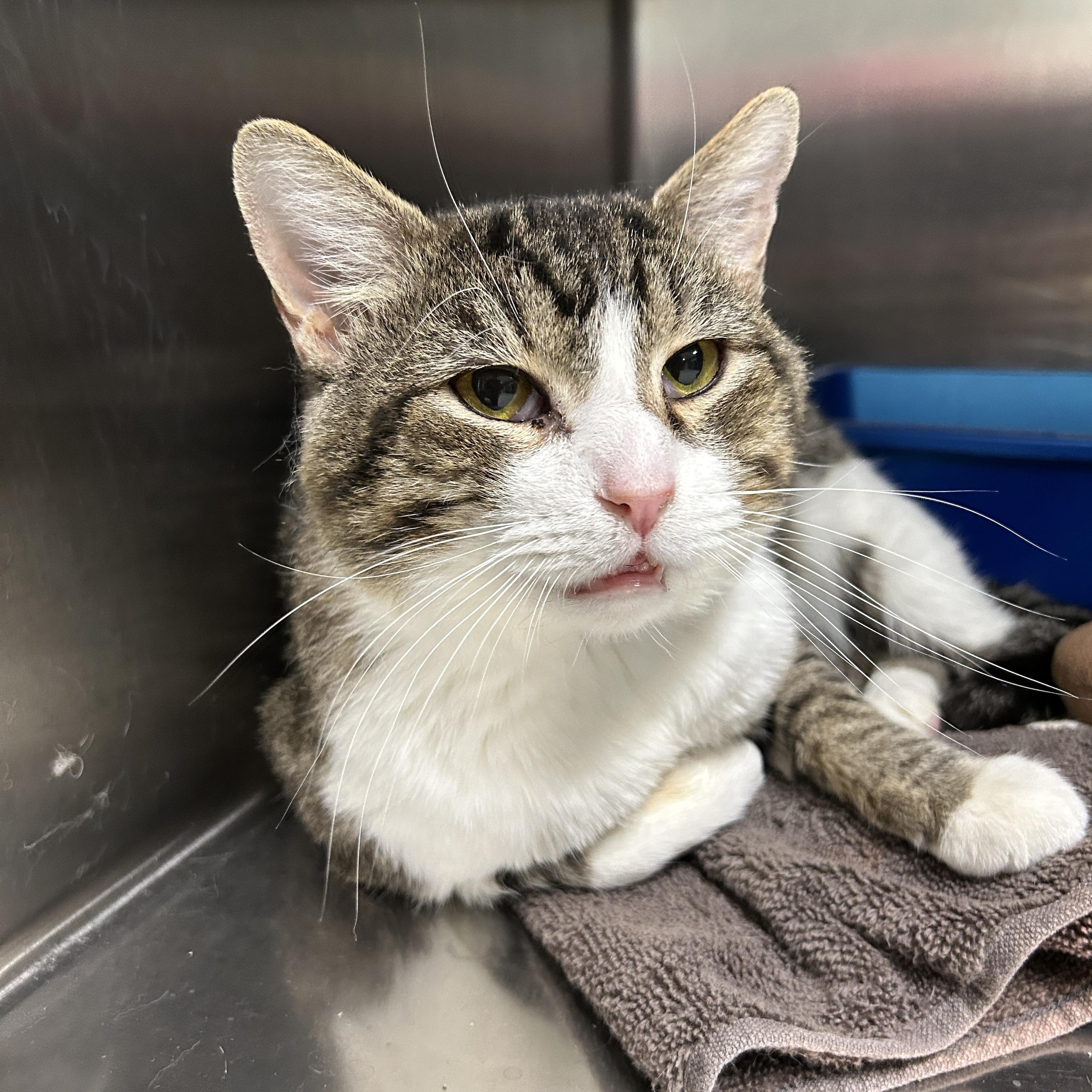 Enlarge Jack, a ADOPTABLE Domestic Short Hair in La Grange Park, IL image 1/2