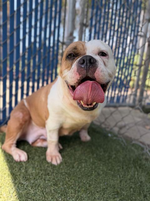 Enlarge EGG ROLL, a Adoptable mixed breed in Chula Vista, CA image 1/1
