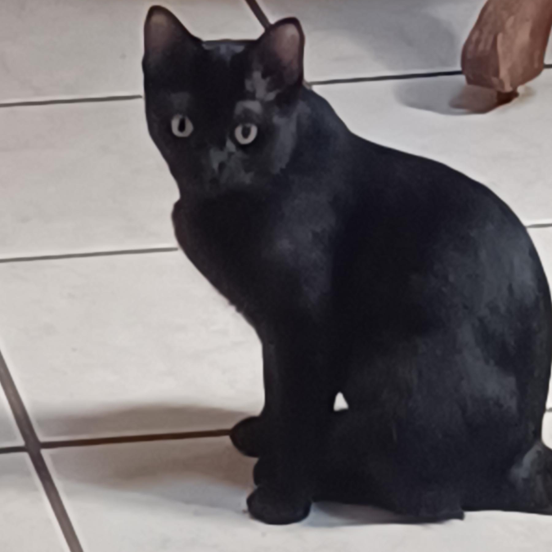 Teddy (Teddy Bear), Adoptable, Young Female Domestic Short Hair.