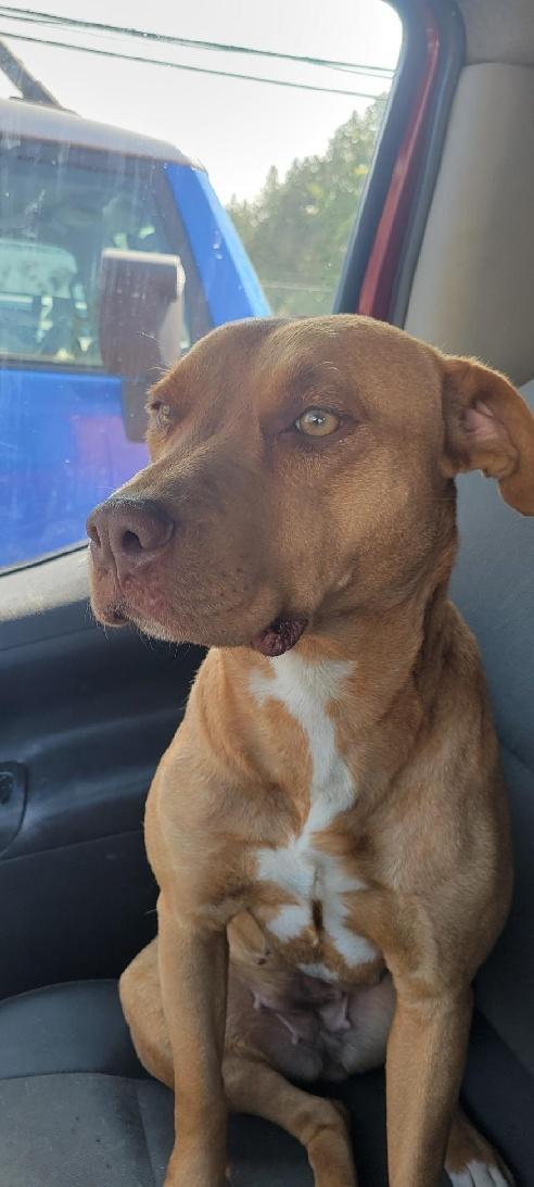 Taffy, Adopted, Young Female Pit Bull Terrier.