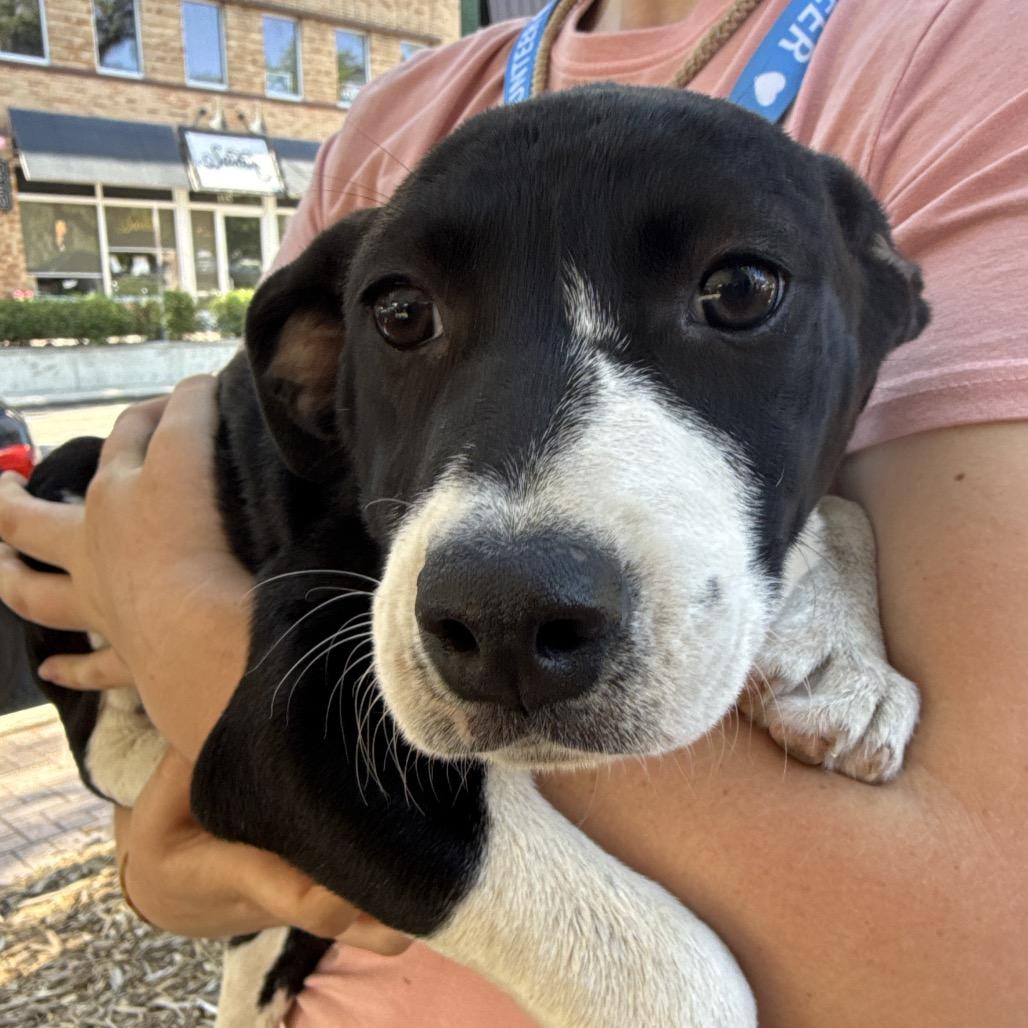 Enlarge Tulip, a Adoptable Mixed Breed in QUINCY, FL image 1/1