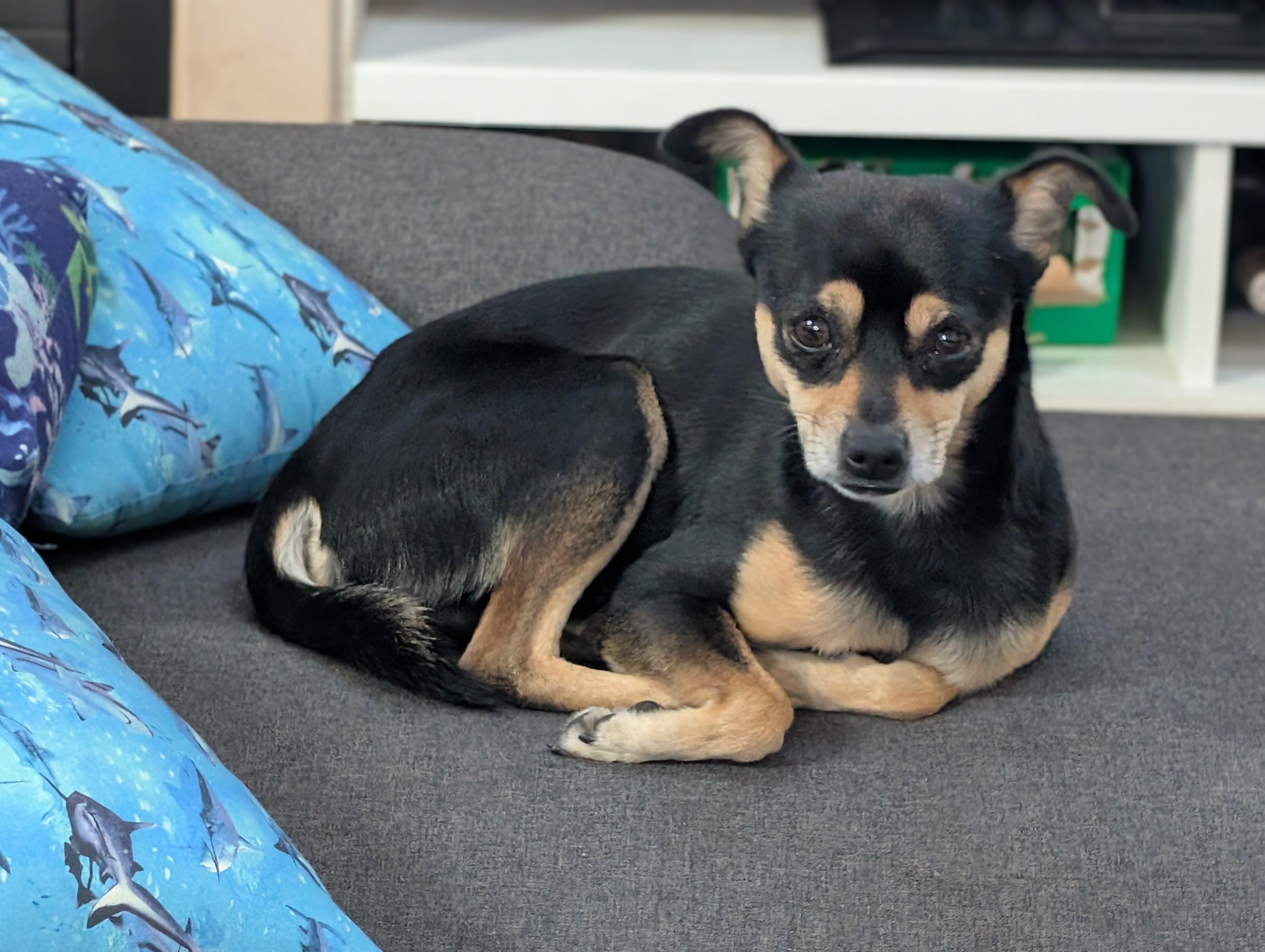 Enlarge Bronco , a ADOPTABLE mixed breed in Denver, CO image 6/6