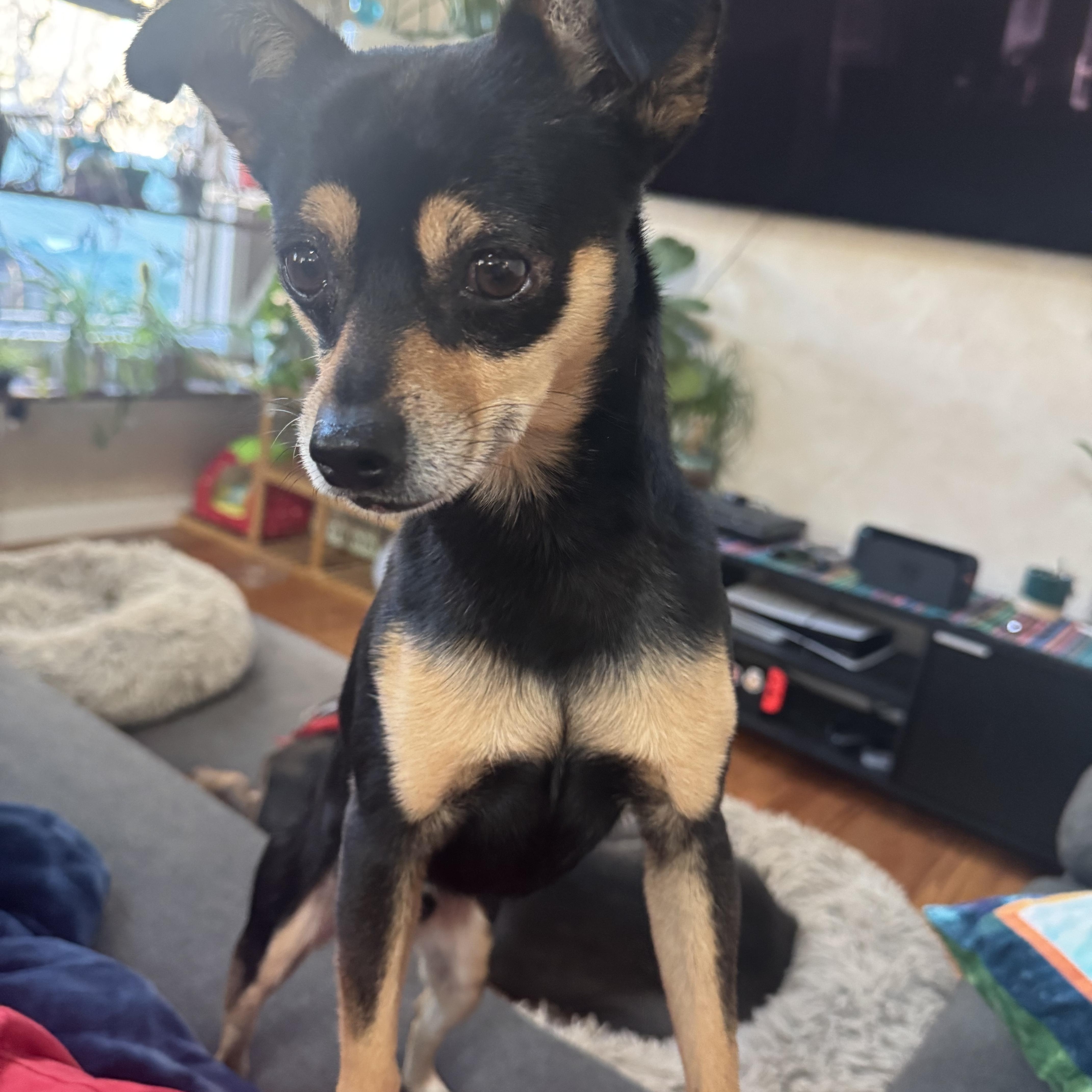 Enlarge Bronco , a ADOPTABLE mixed breed in Denver, CO image 2/6