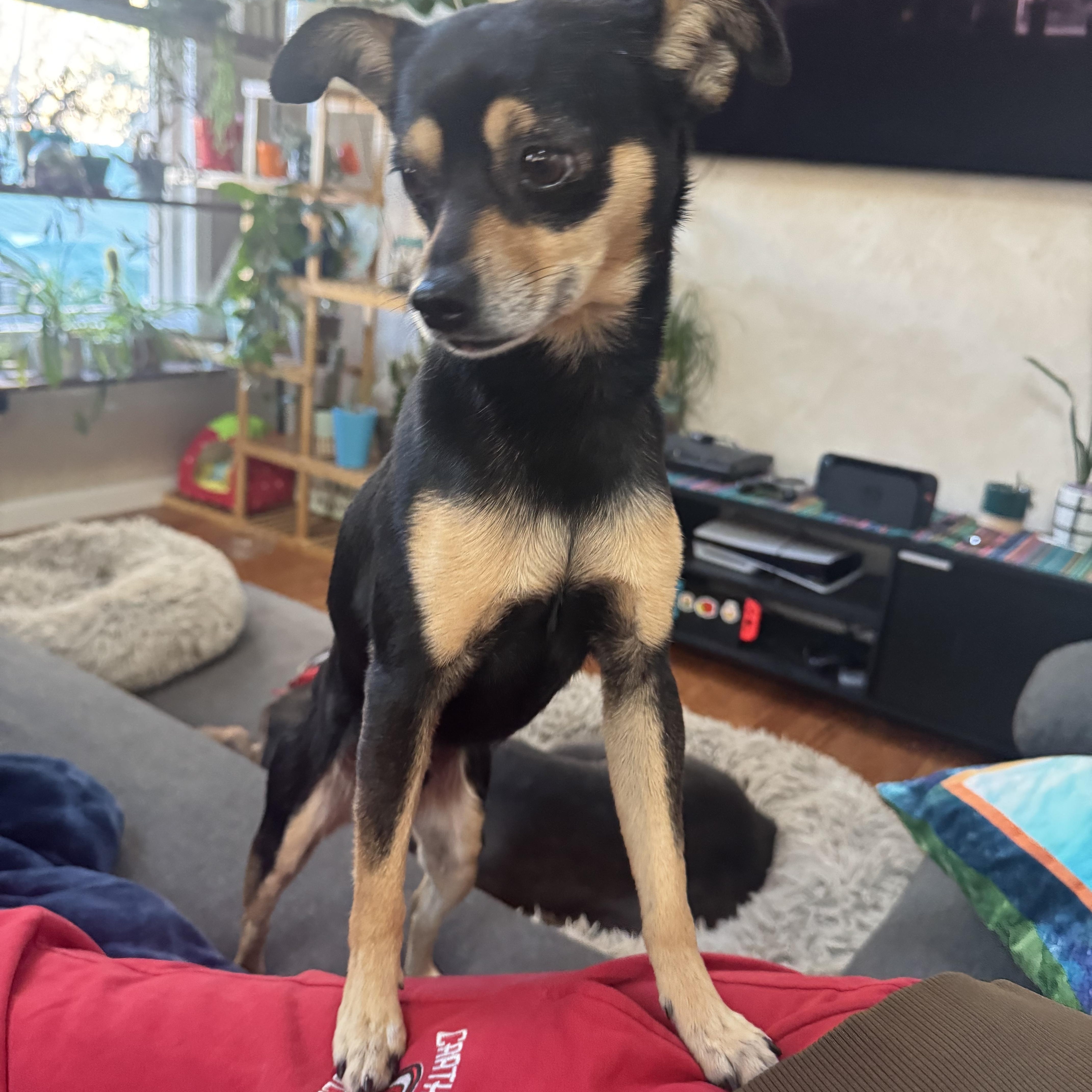 Enlarge Bronco , a ADOPTABLE mixed breed in Denver, CO image 3/6