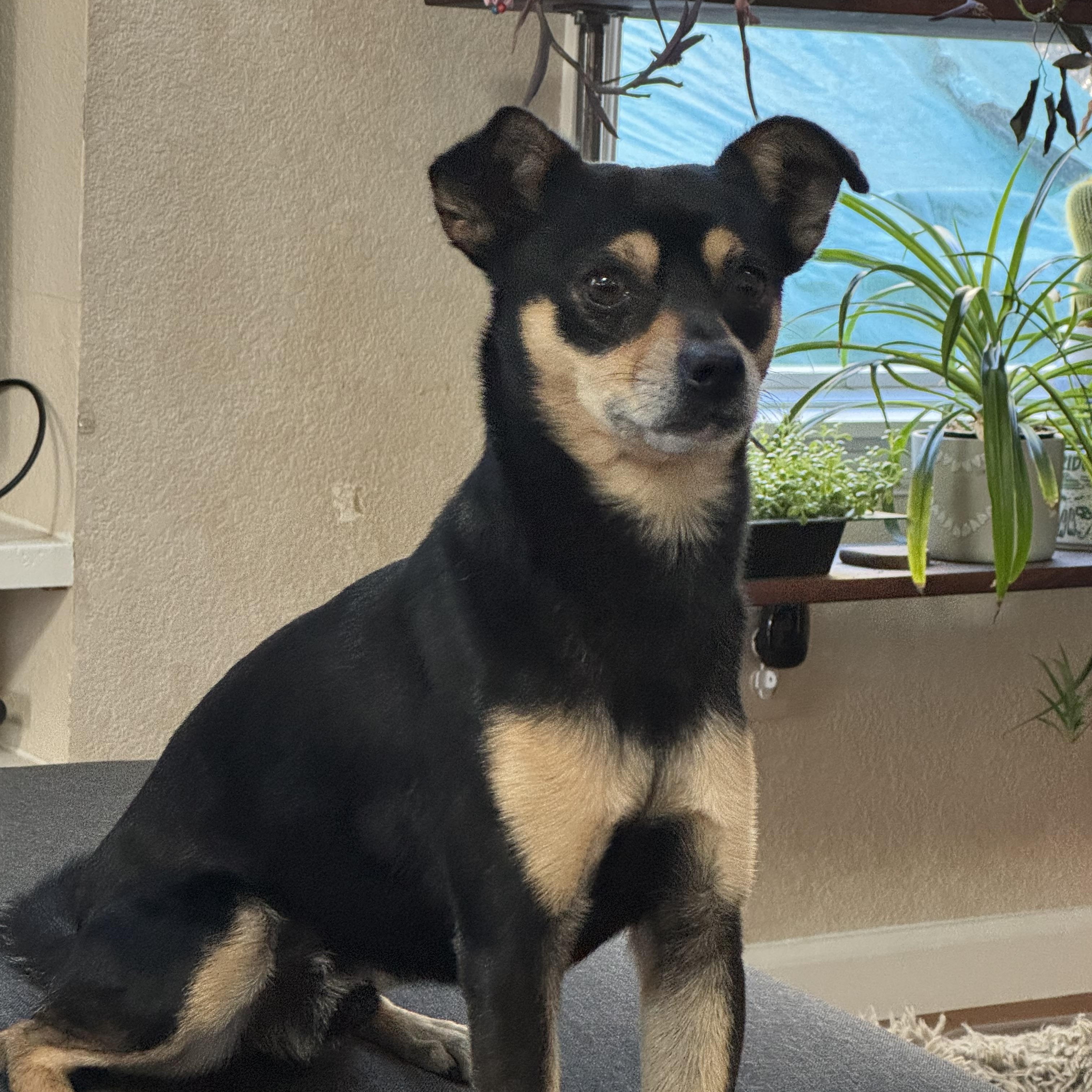 Enlarge Bronco , a ADOPTABLE mixed breed in Denver, CO image 1/6