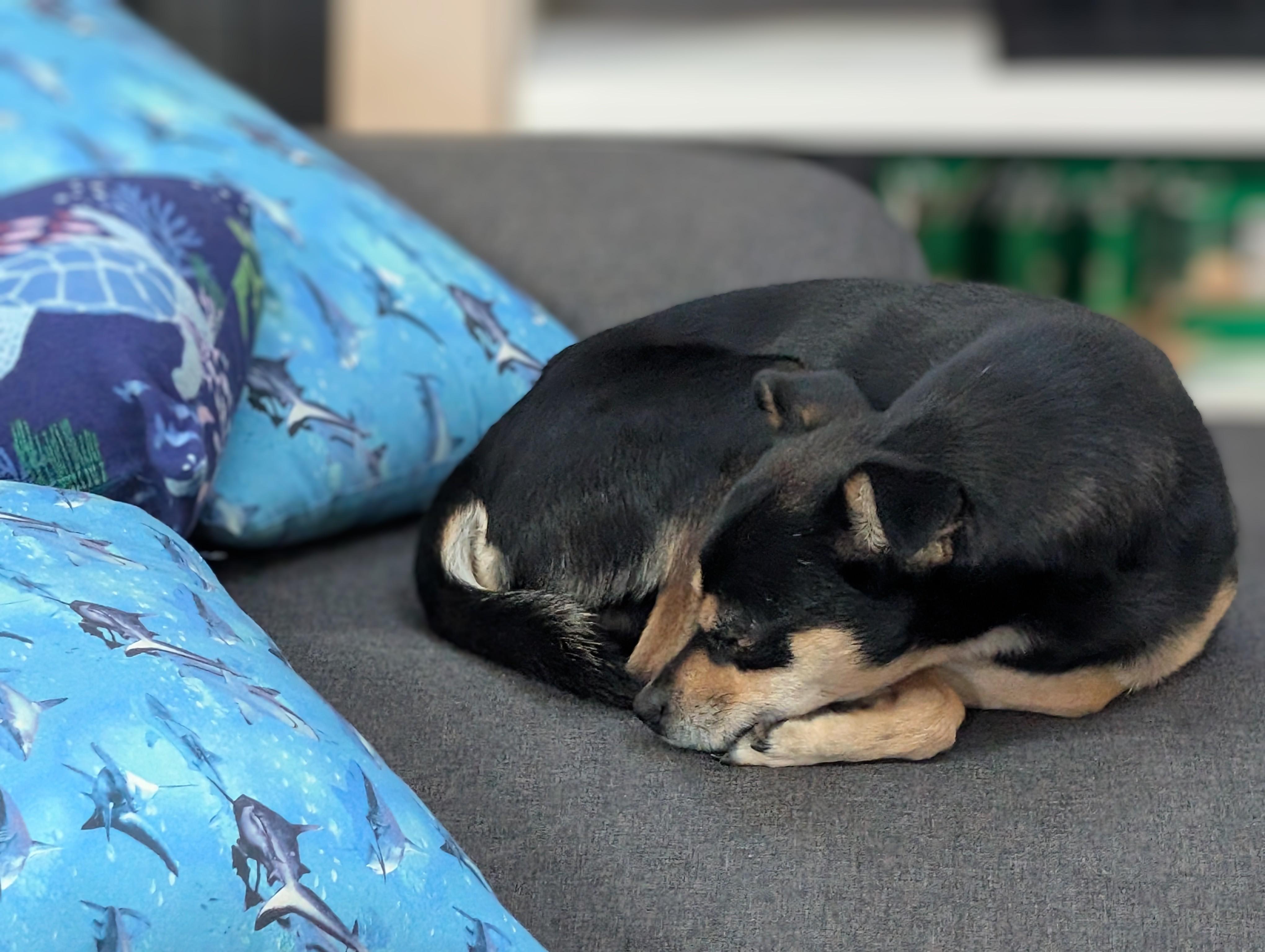 Enlarge Bronco , a ADOPTABLE mixed breed in Denver, CO image 5/6