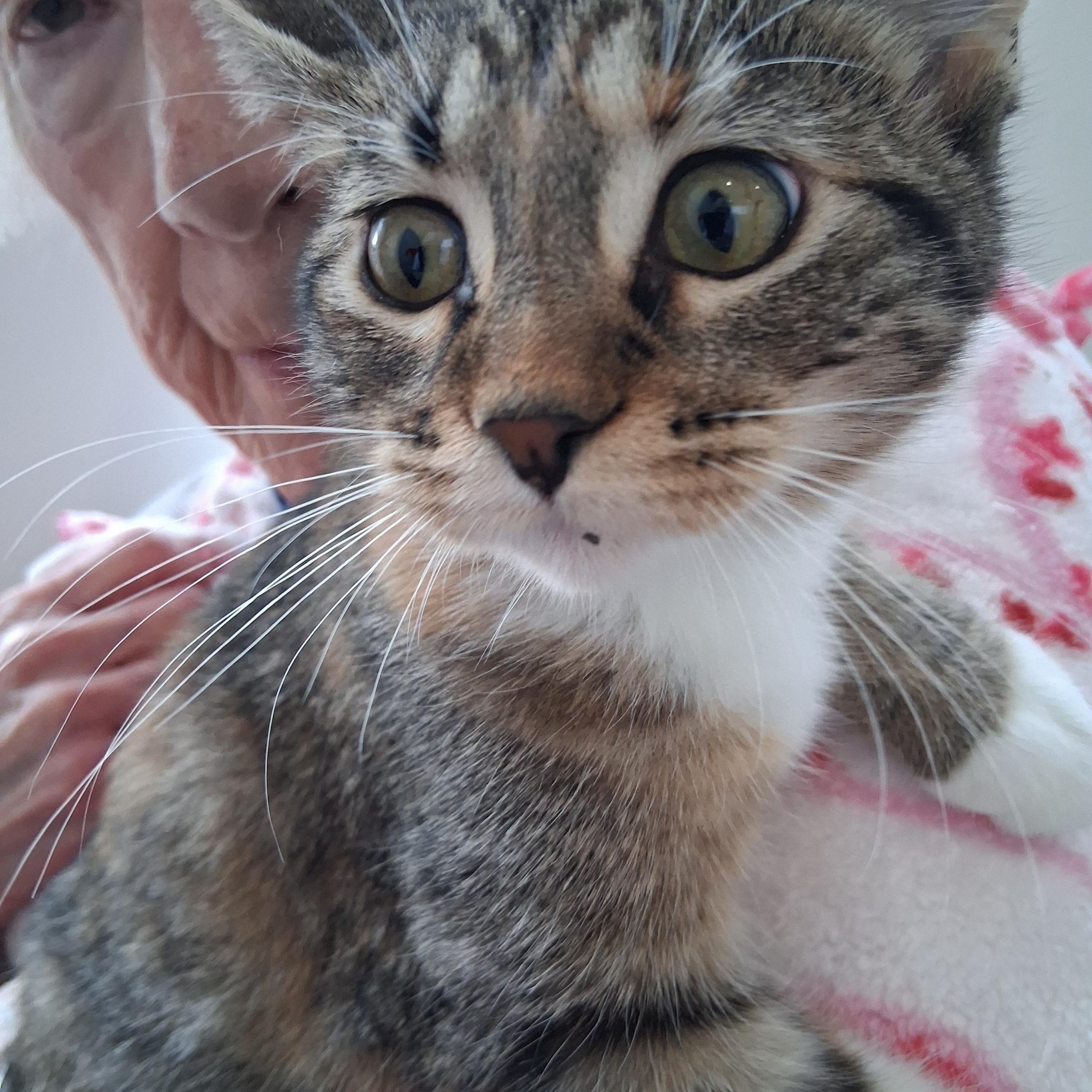 Dolly, Adoptable, Kitten Female Domestic Short Hair.
