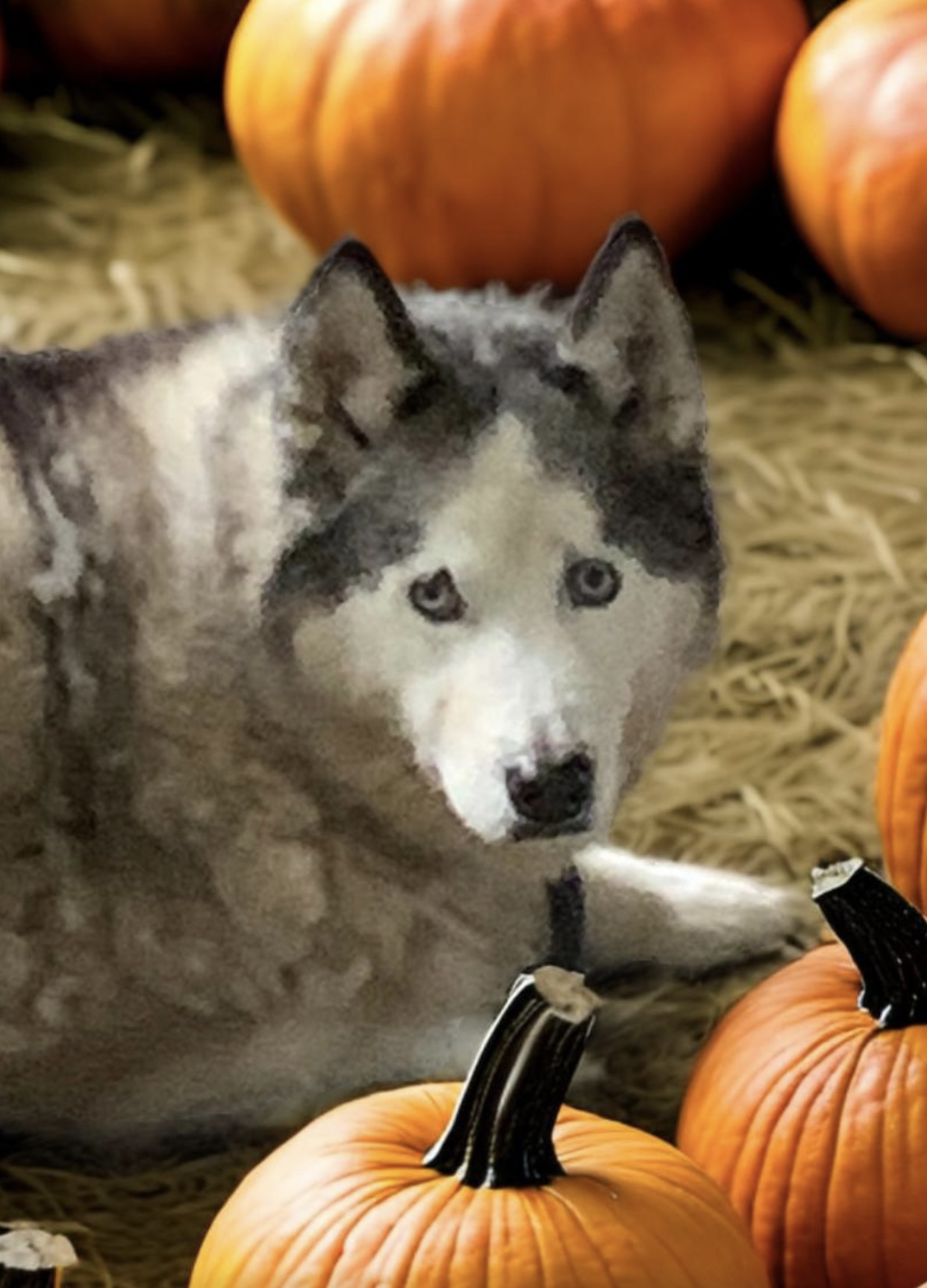 SABOR Husky, Adoptable, Adult Male Husky.