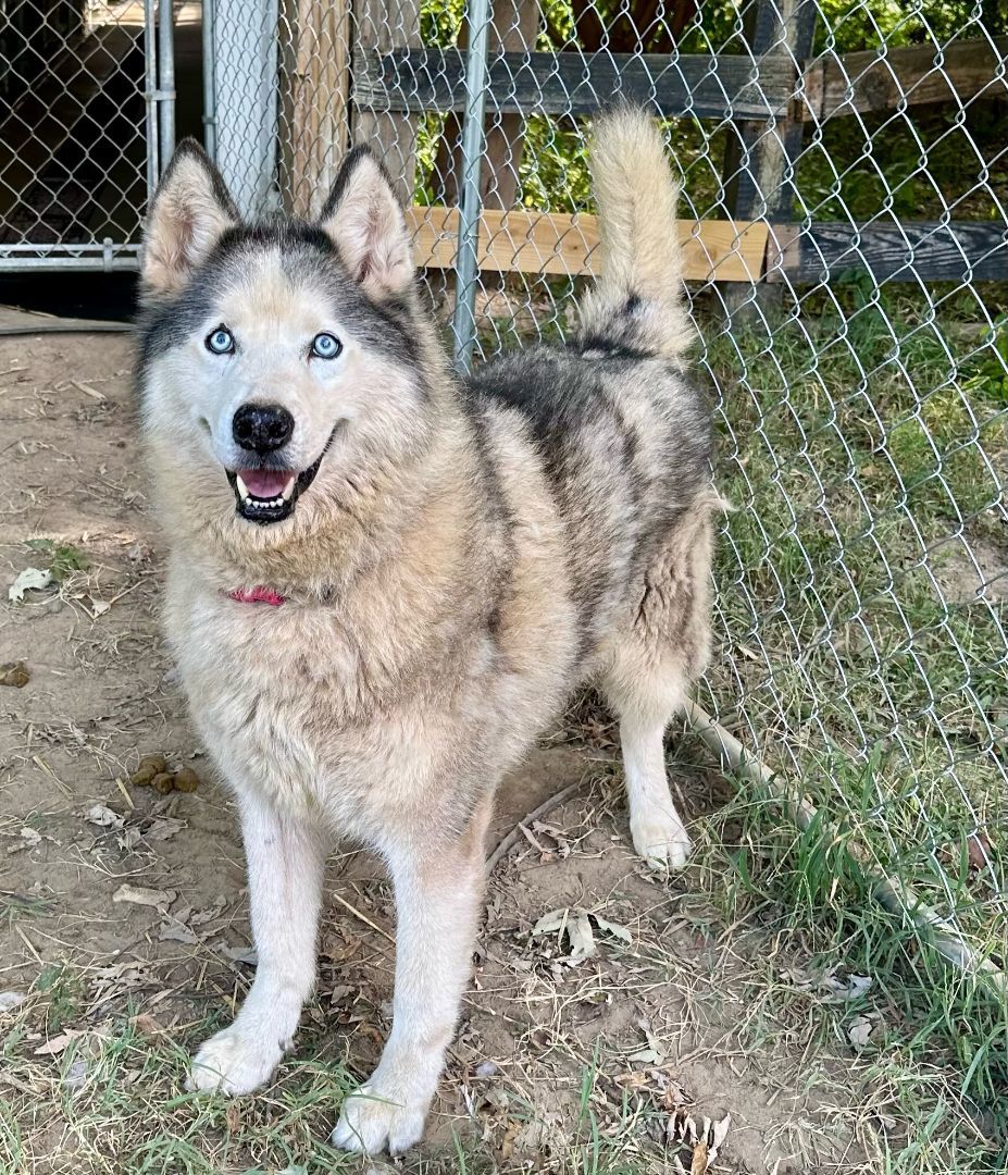 Enlarge SABOR Husky, a Adoptable Husky in Owensboro, KY image 7/11