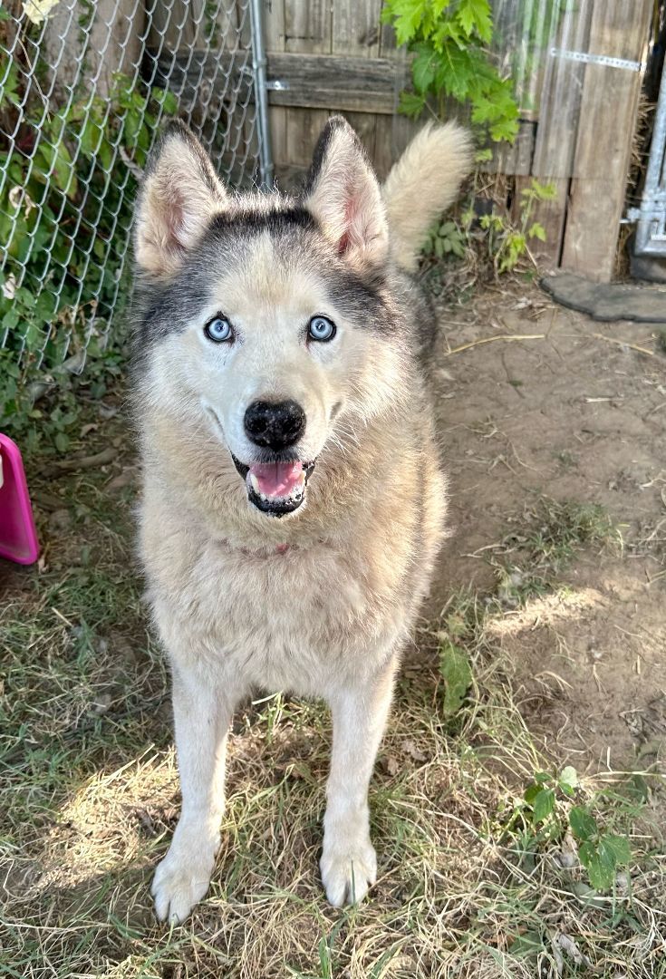 Enlarge SABOR Husky, a Adoptable Husky in Owensboro, KY image 8/11