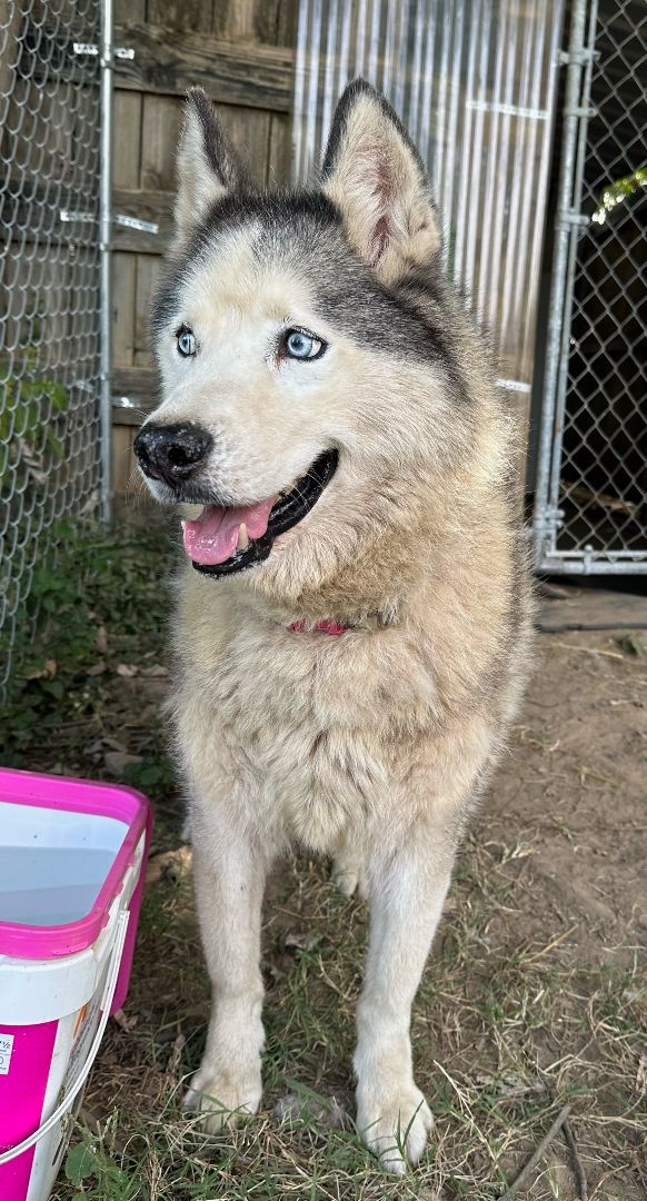 Enlarge SABOR Husky, a Adoptable Husky in Owensboro, KY image 9/11
