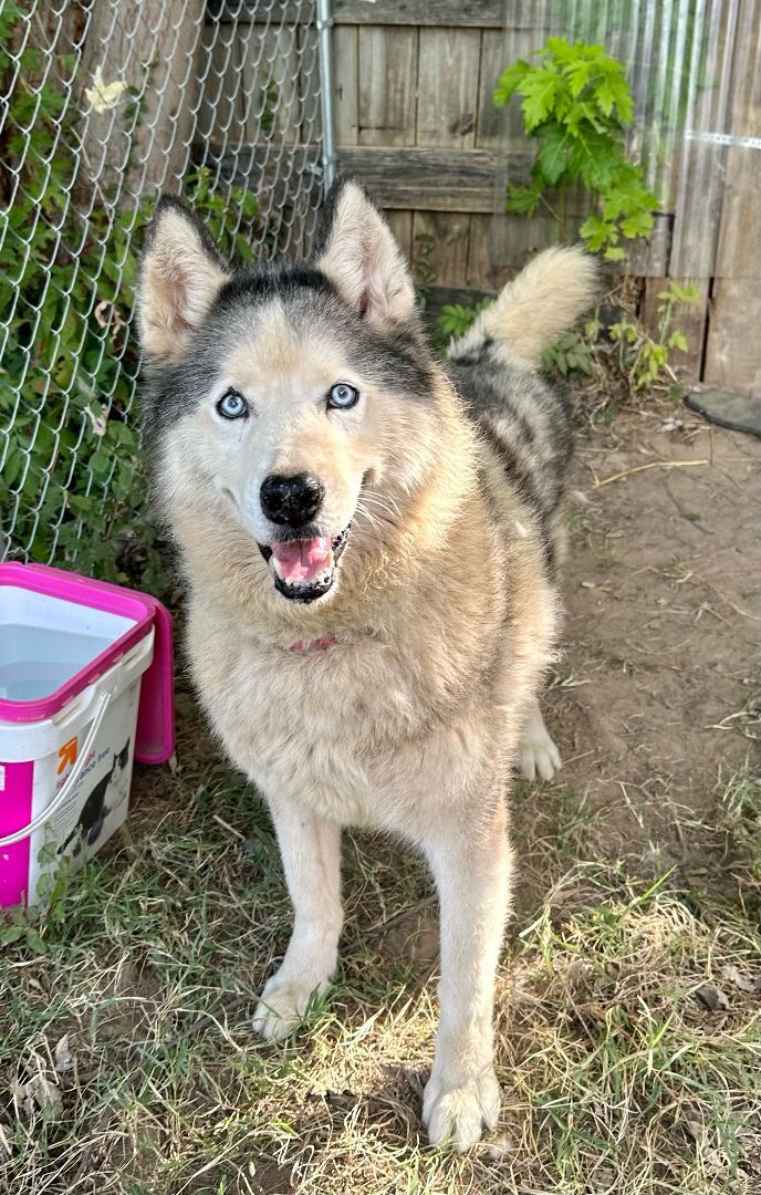 Enlarge SABOR Husky, a Adoptable Husky in Owensboro, KY image 10/11