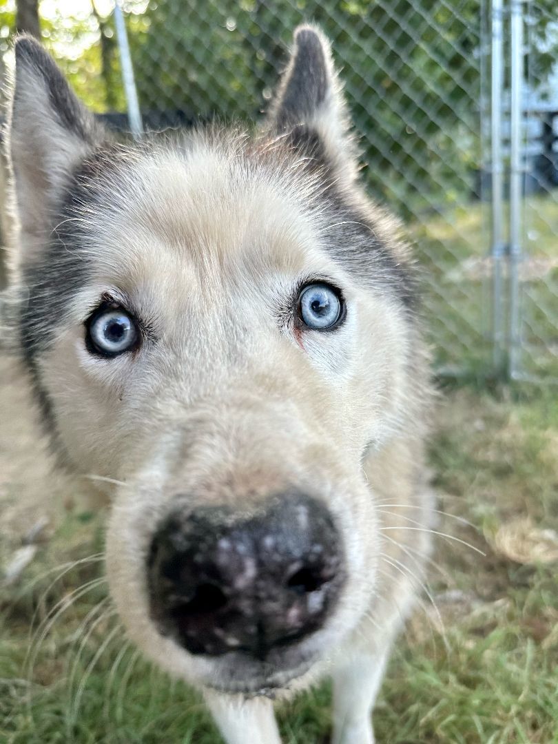 Enlarge SABOR Husky, a Adoptable Husky in Owensboro, KY image 11/11