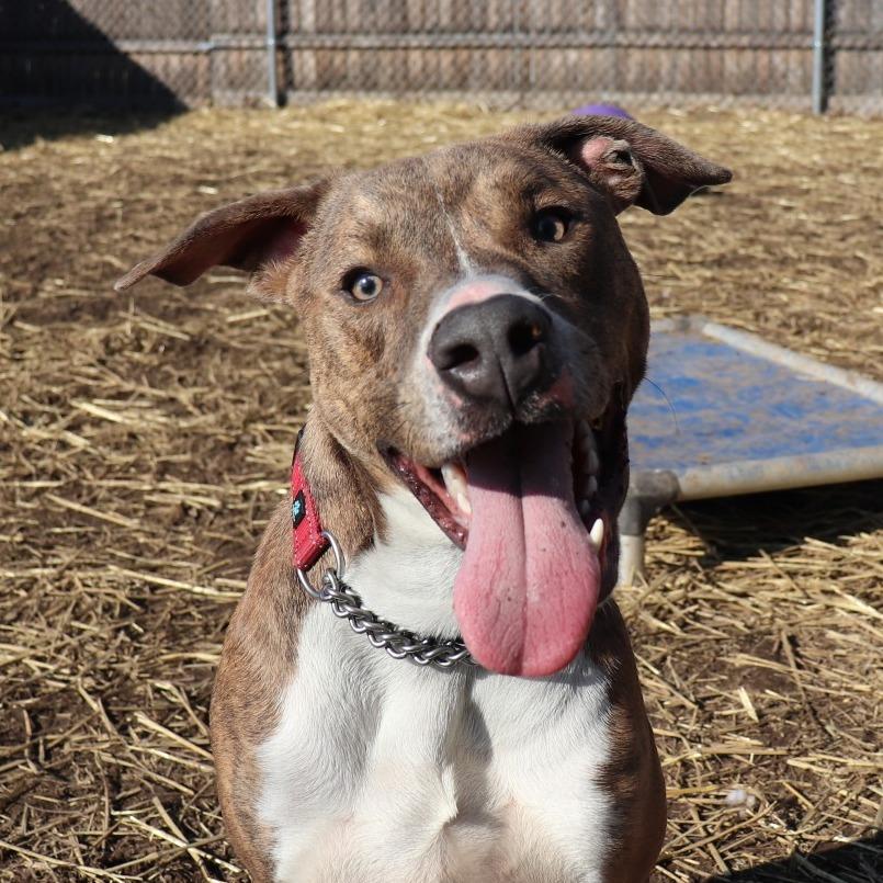 Stewart, Adoptable, Adult Male Pit Bull Terrier & Mixed Breed.