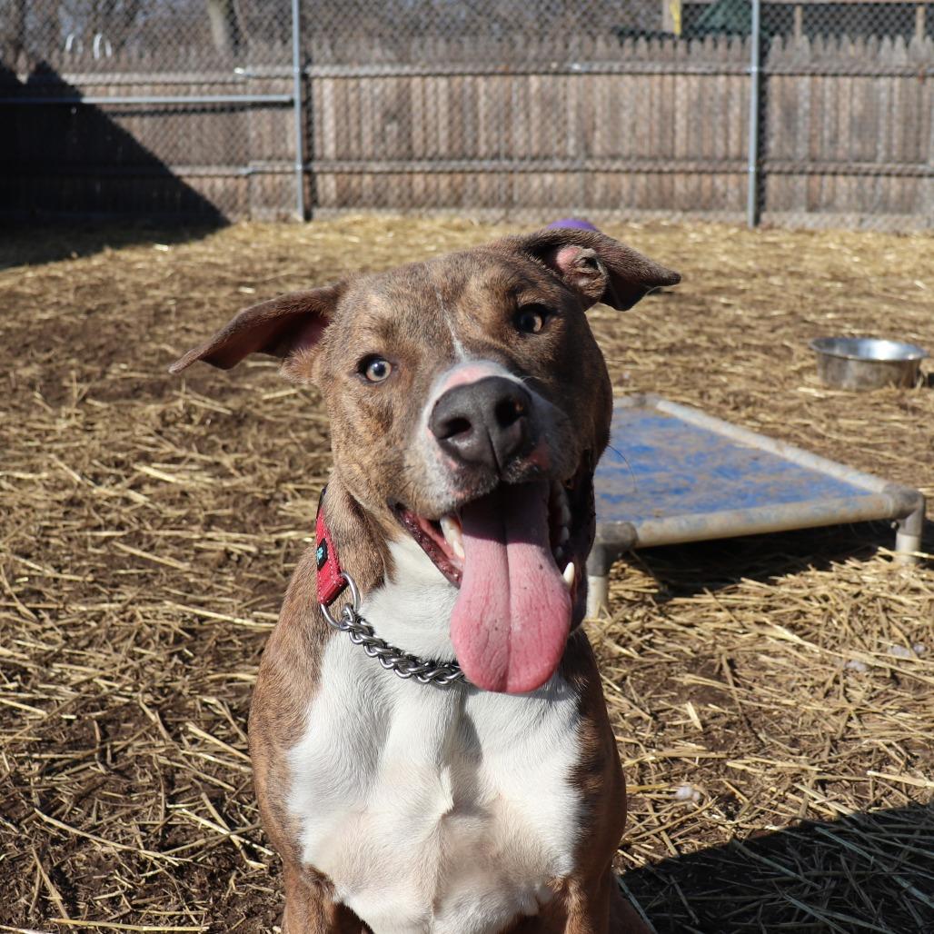 Enlarge Stewart, a Adoptable mixed breed in Springfield, IL image 1/6