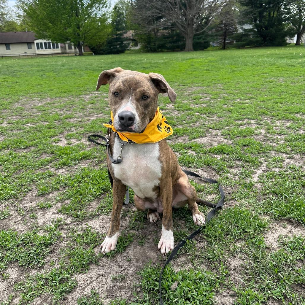Enlarge Stewart, a Adoptable mixed breed in Springfield, IL image 2/6