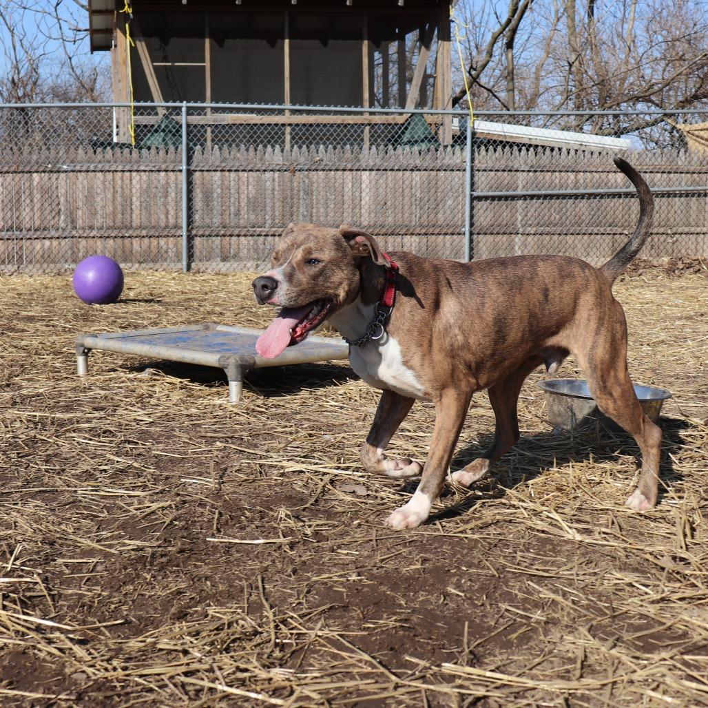 Enlarge Stewart, a Adoptable mixed breed in Springfield, IL image 2/6