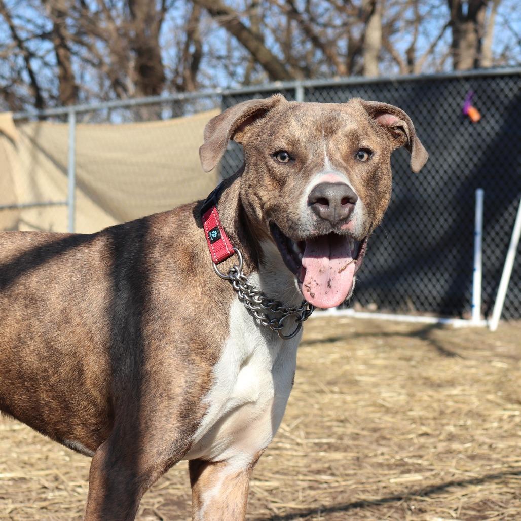 Enlarge Stewart, a Adoptable mixed breed in Springfield, IL image 3/6