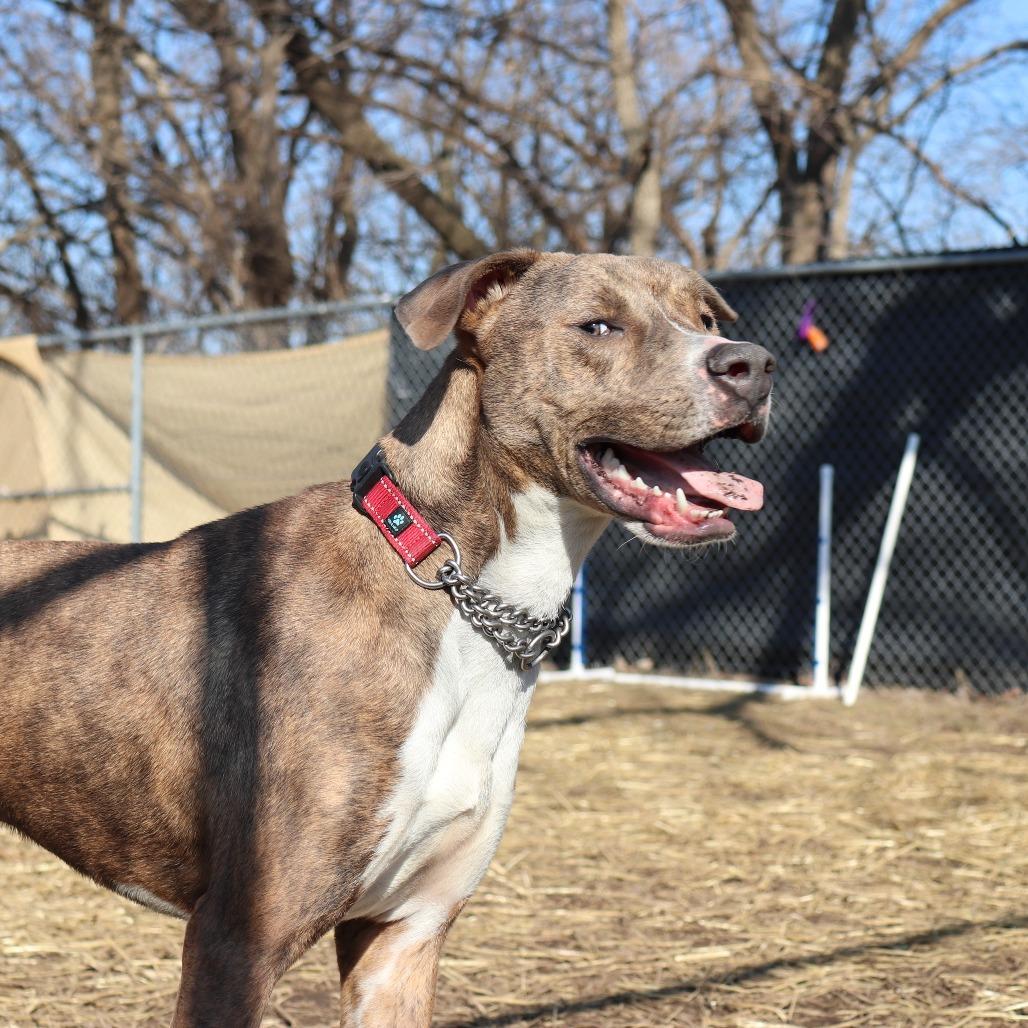 Enlarge Stewart, a Adoptable mixed breed in Springfield, IL image 4/6