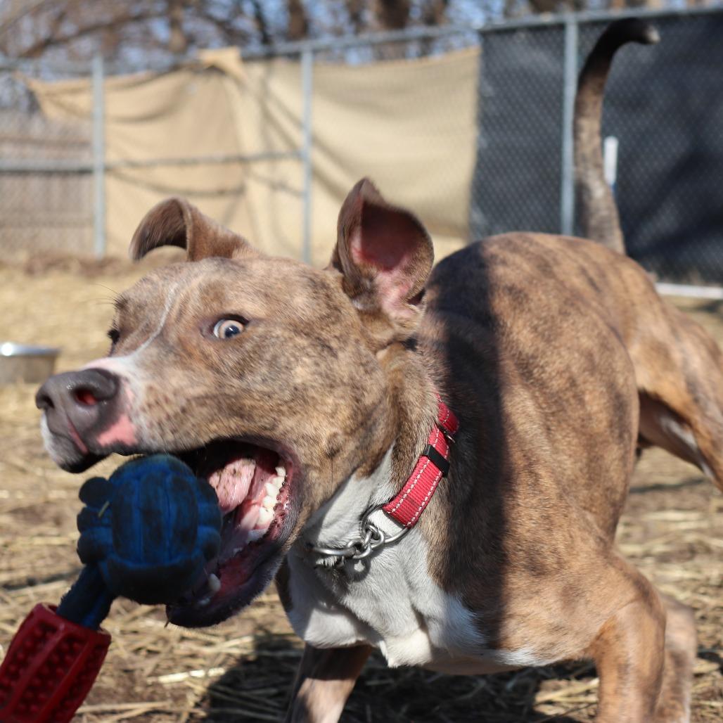 Enlarge Stewart, a Adoptable mixed breed in Springfield, IL image 5/6