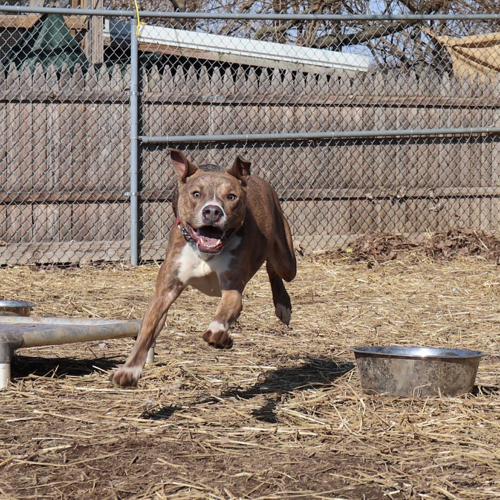 Enlarge Stewart, a Adoptable mixed breed in Springfield, IL image 6/6