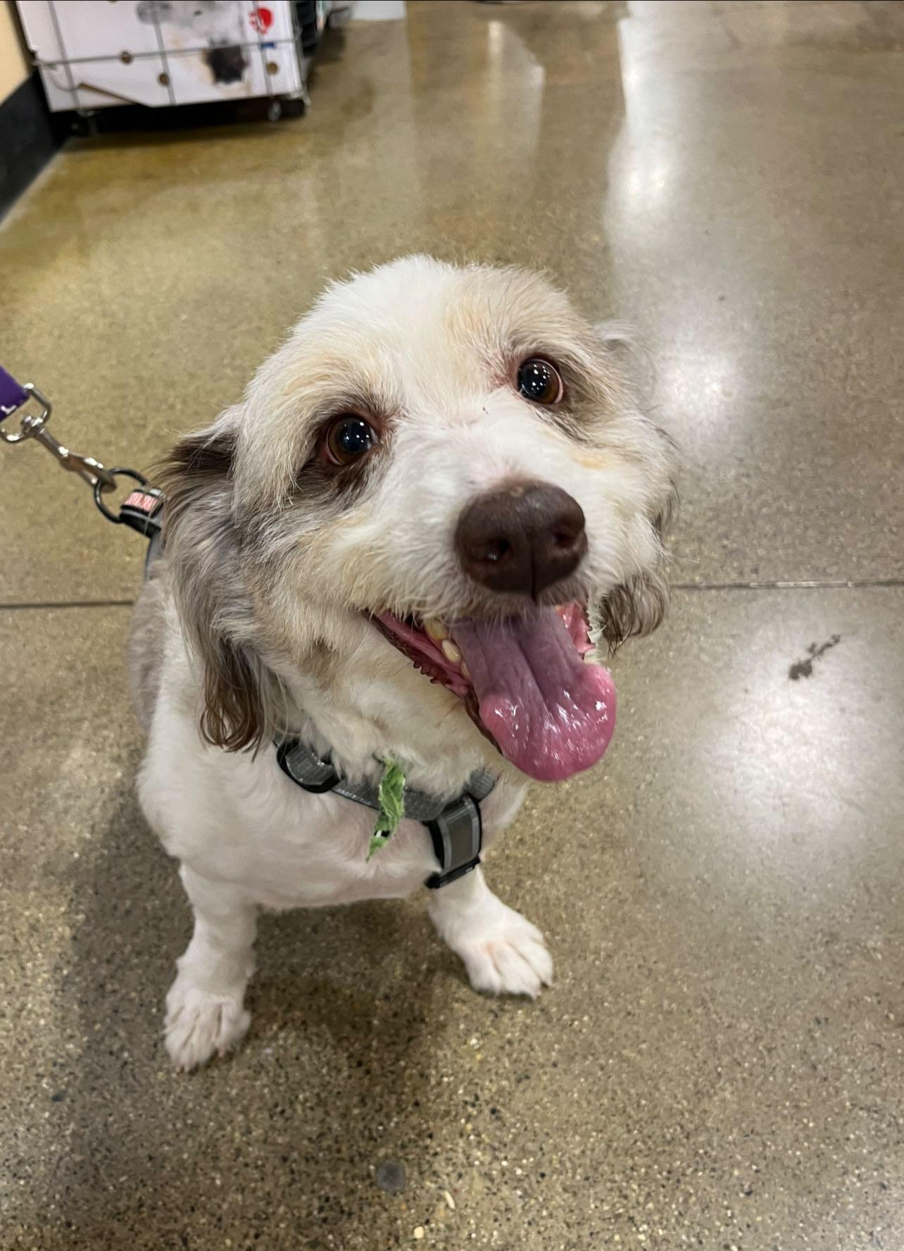 Dexter, an adoptable Aussiedoodle in Yorktown, IN, 47396 | Photo Image 1