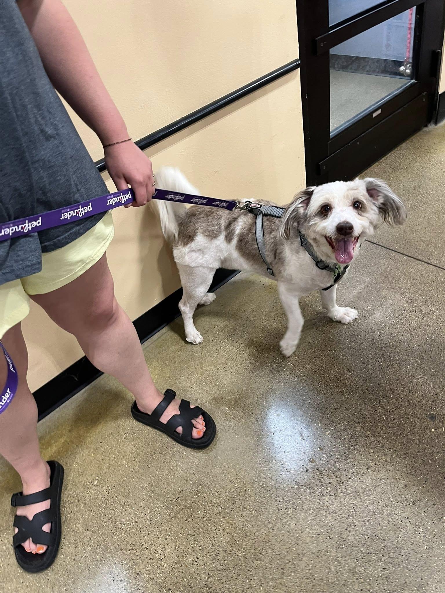 Dexter, an adoptable Aussiedoodle in Yorktown, IN, 47396 | Photo Image 2