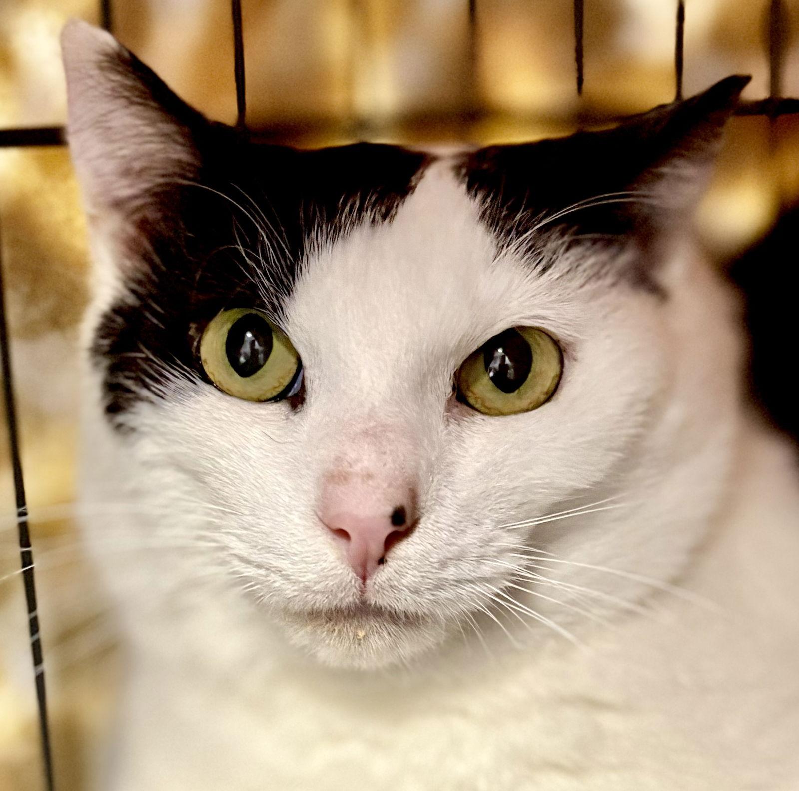 Raphael, Adoptable, Young Male Domestic Short Hair.