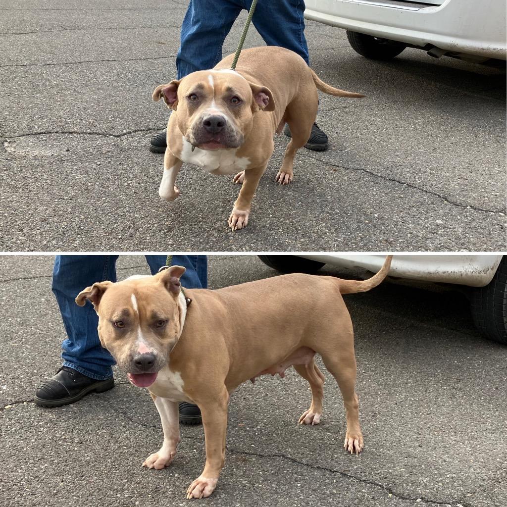 Enlarge Avril, a Adoptable Mixed Breed in New Manchester, WV image 1/5