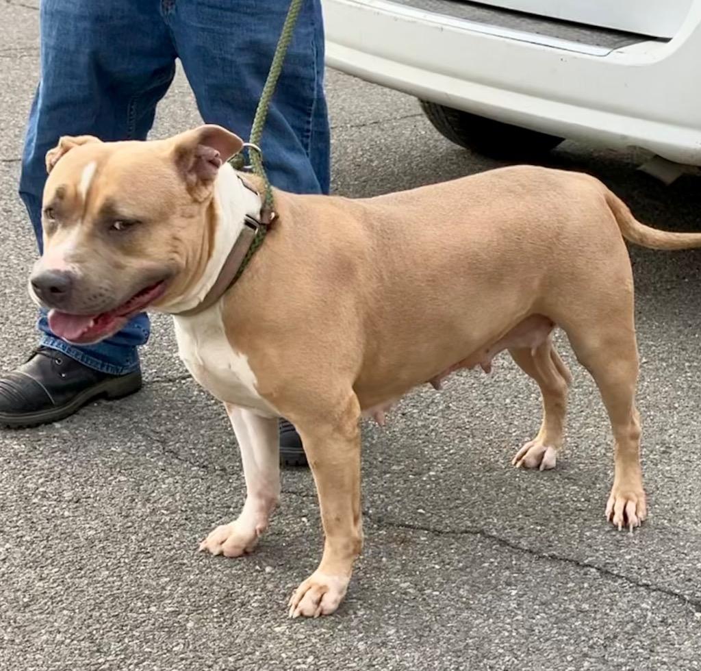 Enlarge Avril, a Adoptable Mixed Breed in New Manchester, WV image 4/5