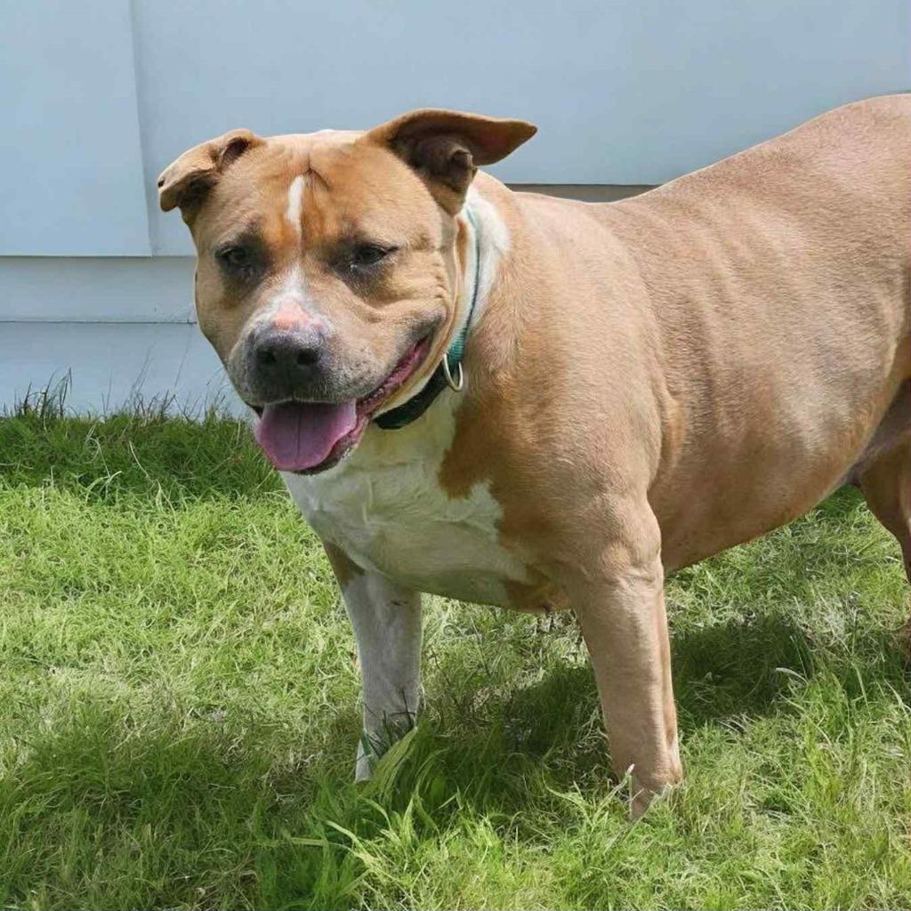 Enlarge Avril, a Adoptable Mixed Breed in New Manchester, WV image 5/5
