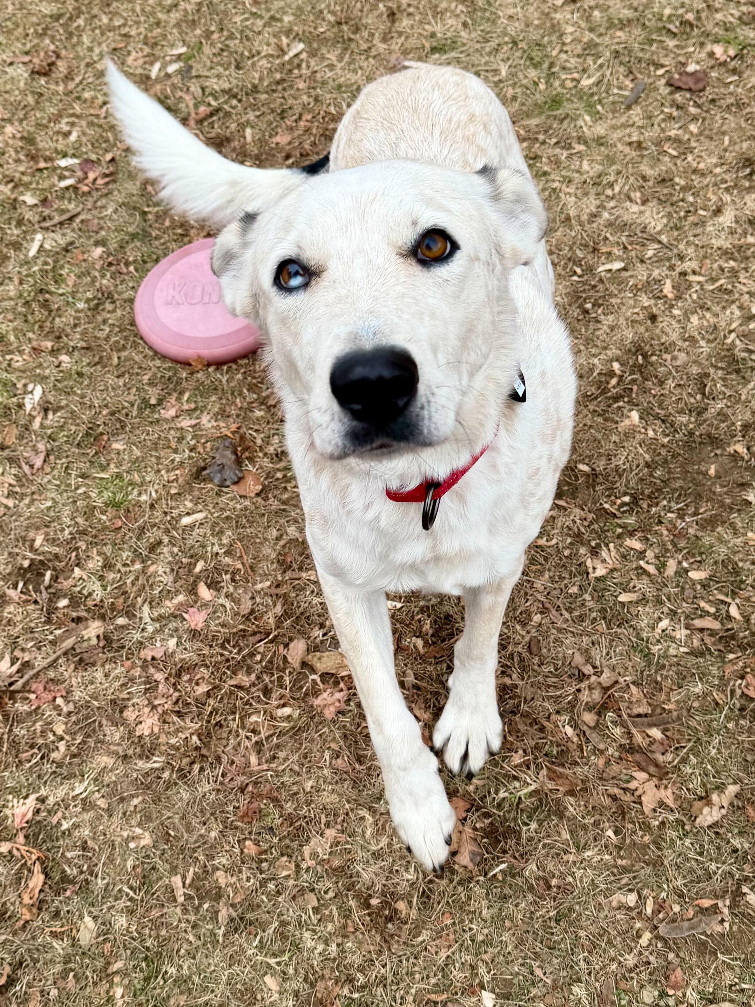 Knox, an adoptable mixed breed in Uxbridge, MA image 3/4