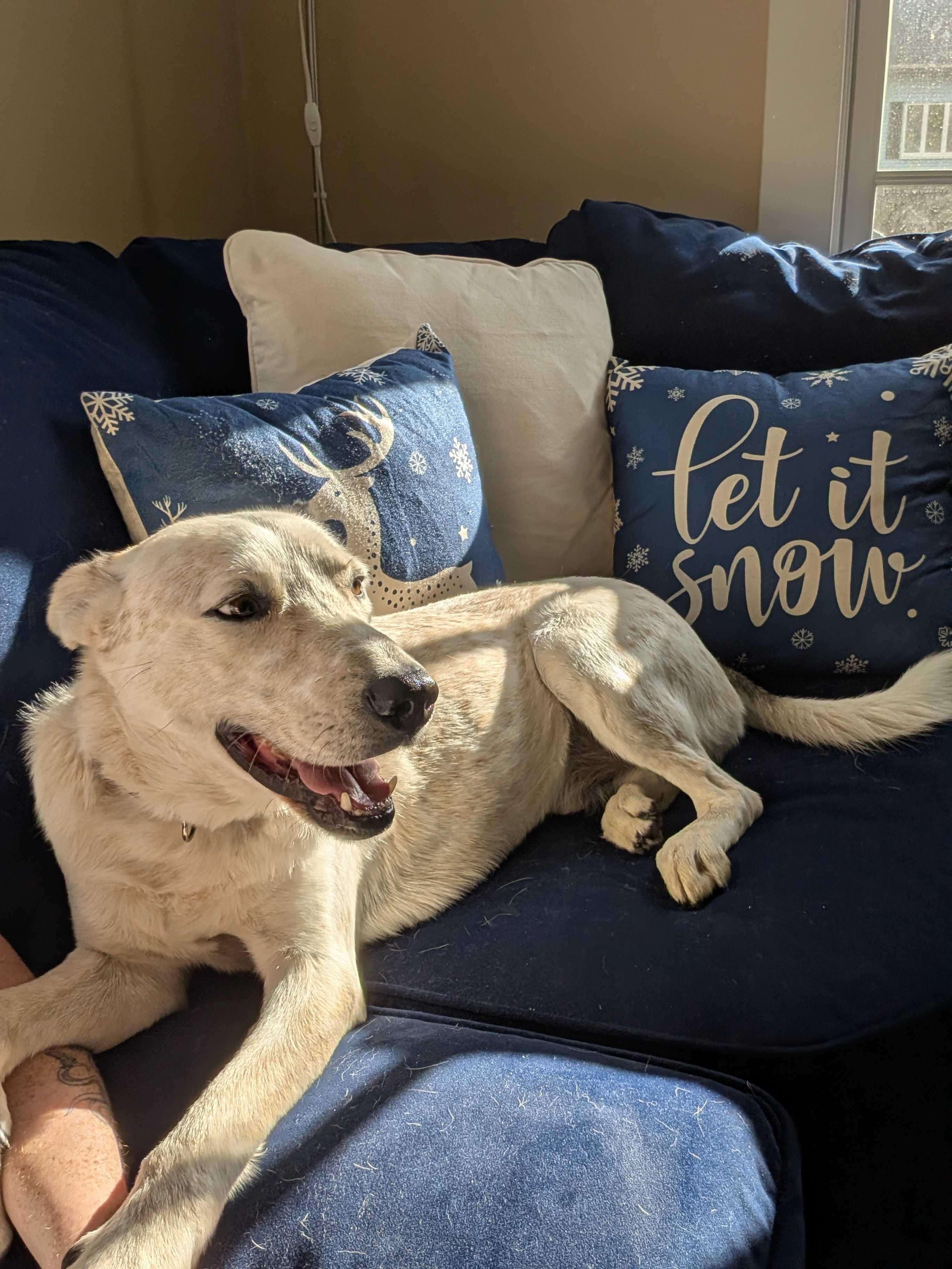 Knox, an adoptable mixed breed in Uxbridge, MA image 2/4