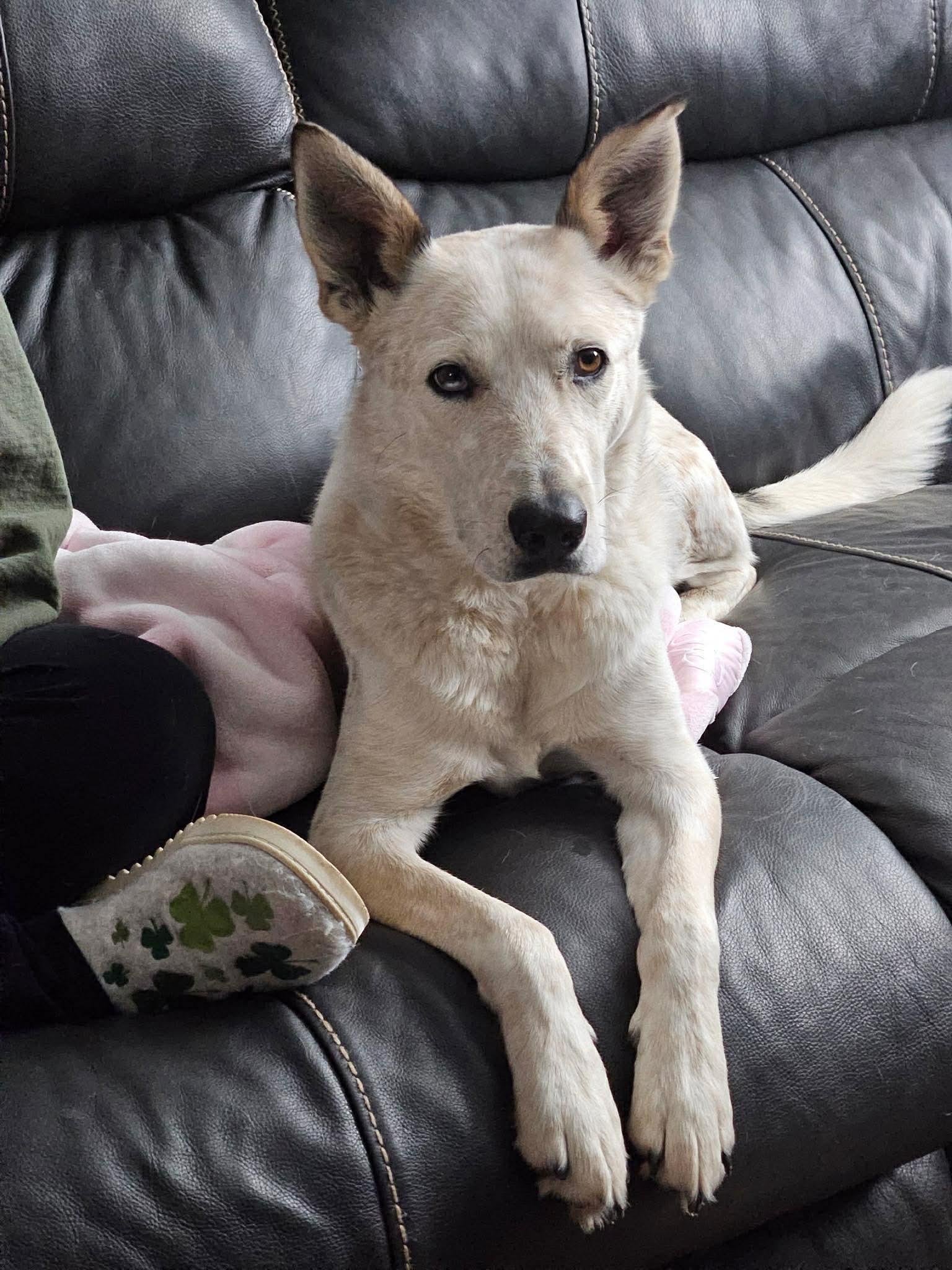 Knox, adoptable, Adult Male Australian Shepherd & Australian Cattle Dog / Blue Heeler.